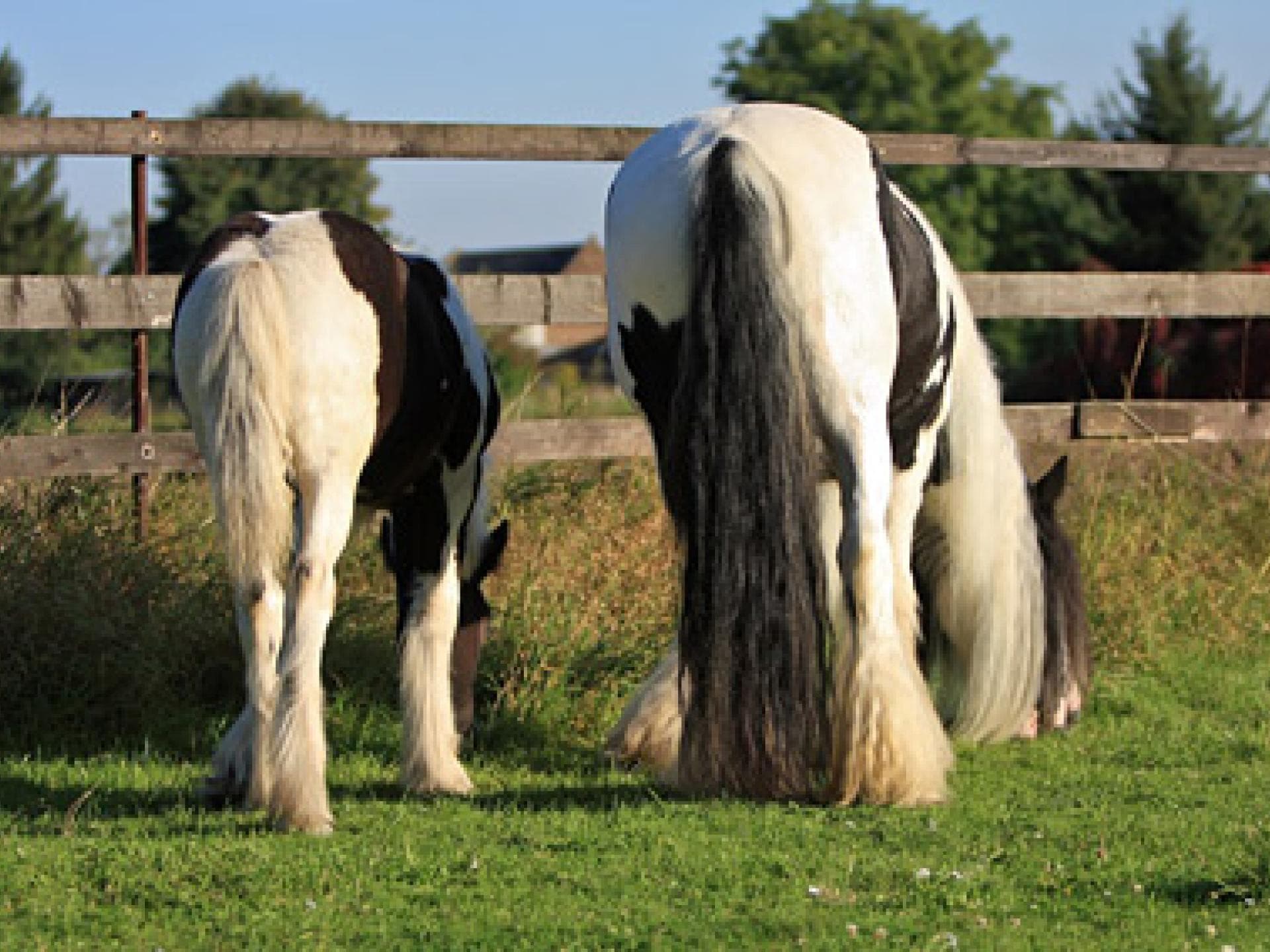 Bunte Pferde: Tinker