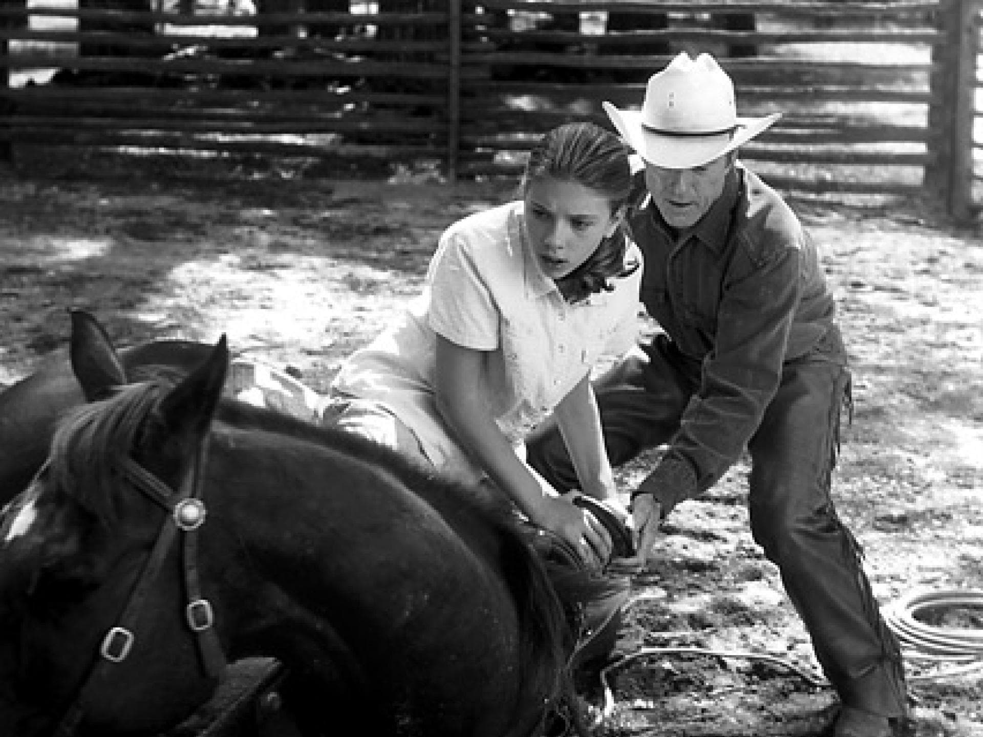 Pilgrim - das Pferd aus "Der Pferdeflüsterer"