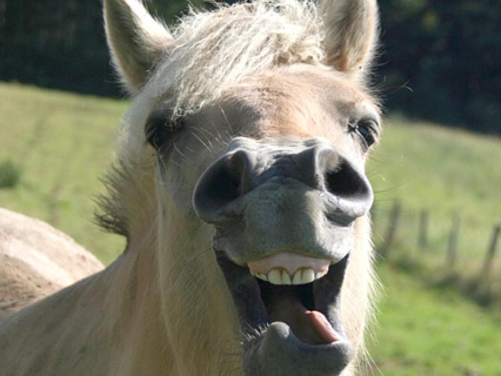 Norwegische Pferderasse: Fjordpferd