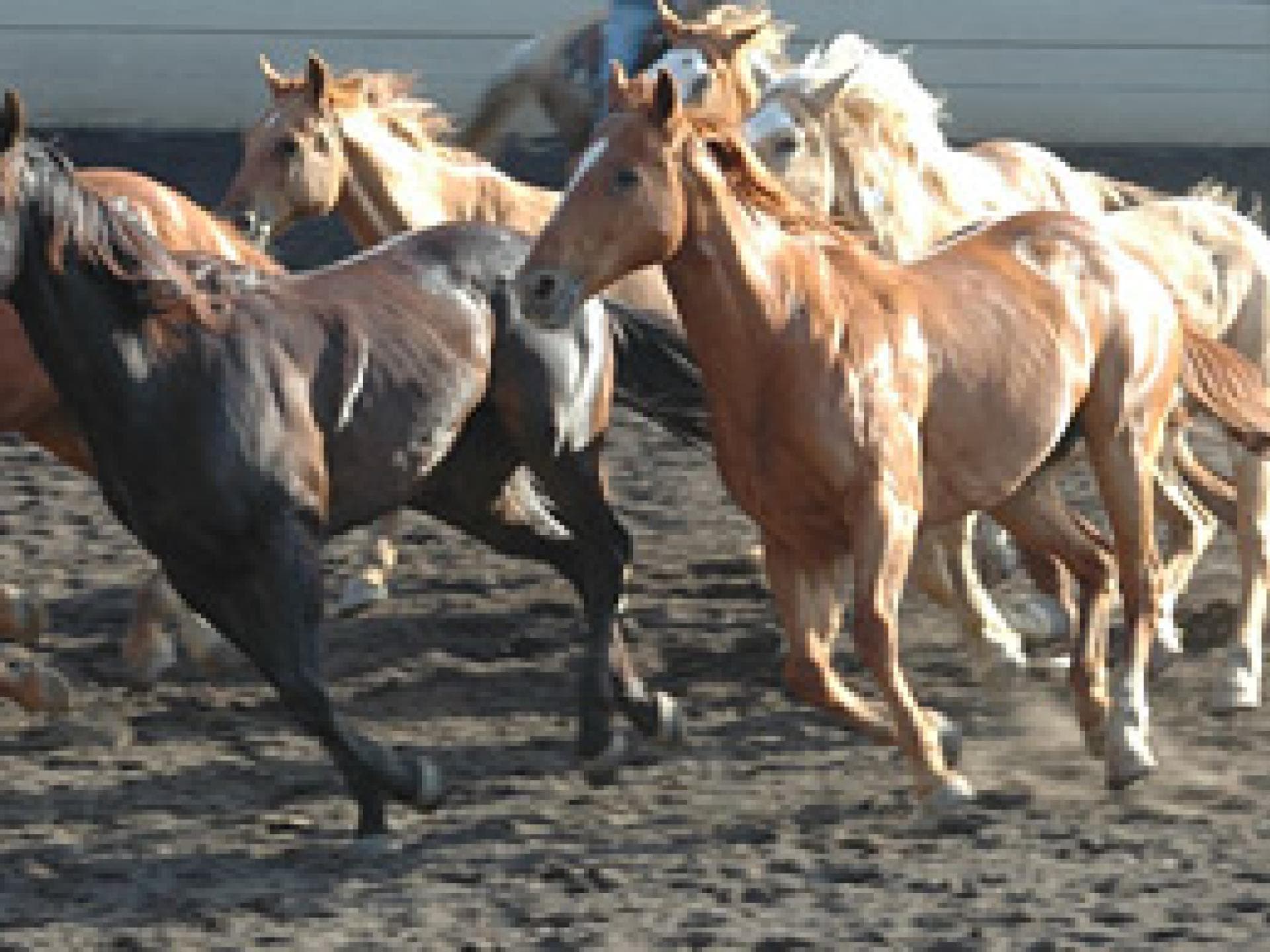 Wildpferderassen: Mustang Wildpferderassen: Mustang