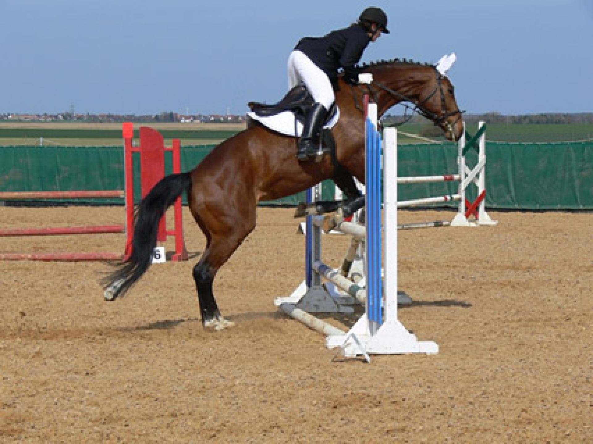 Deutsche Pferderasse: Hannoveraner Deutsche Pferderasse: Hannoveraner