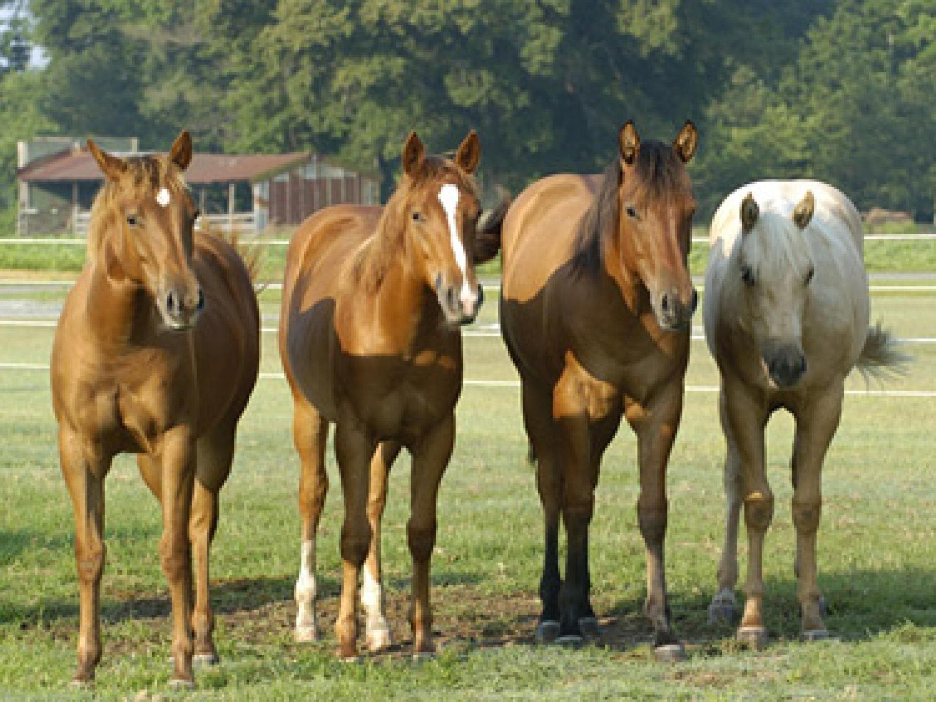 Westernpferd: Quarter Horse