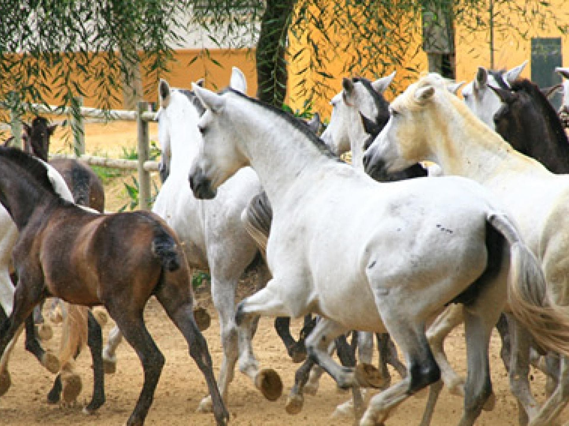 Spanische Pferde: Andalusier