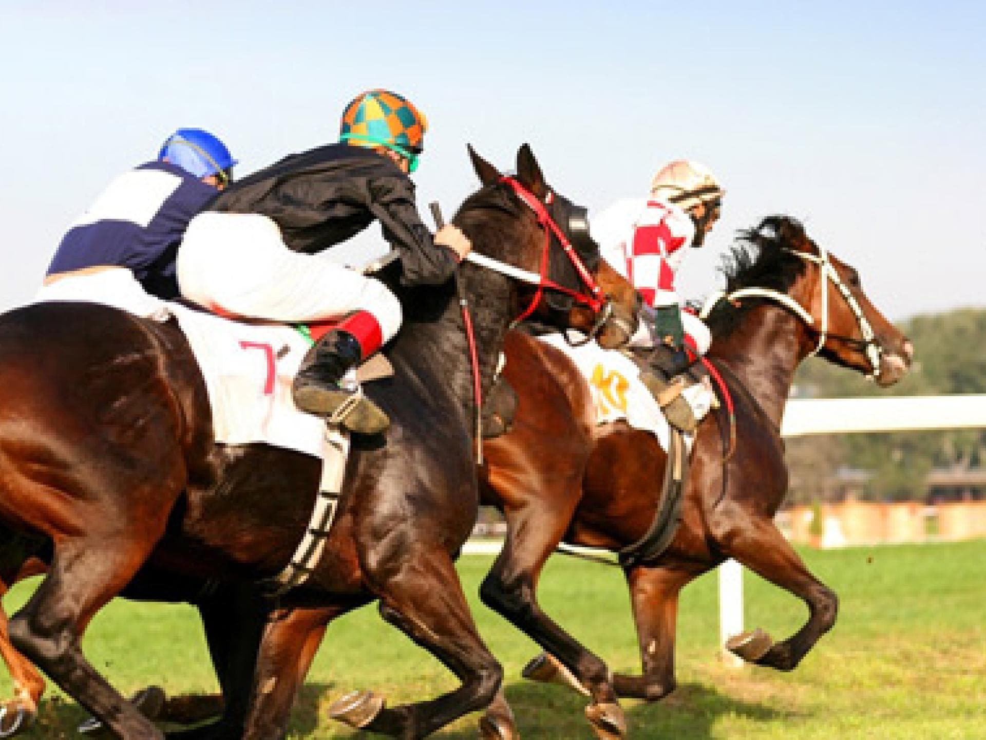 Rennpferd Englisches Vollblut Rennpferd Englisches Vollblut