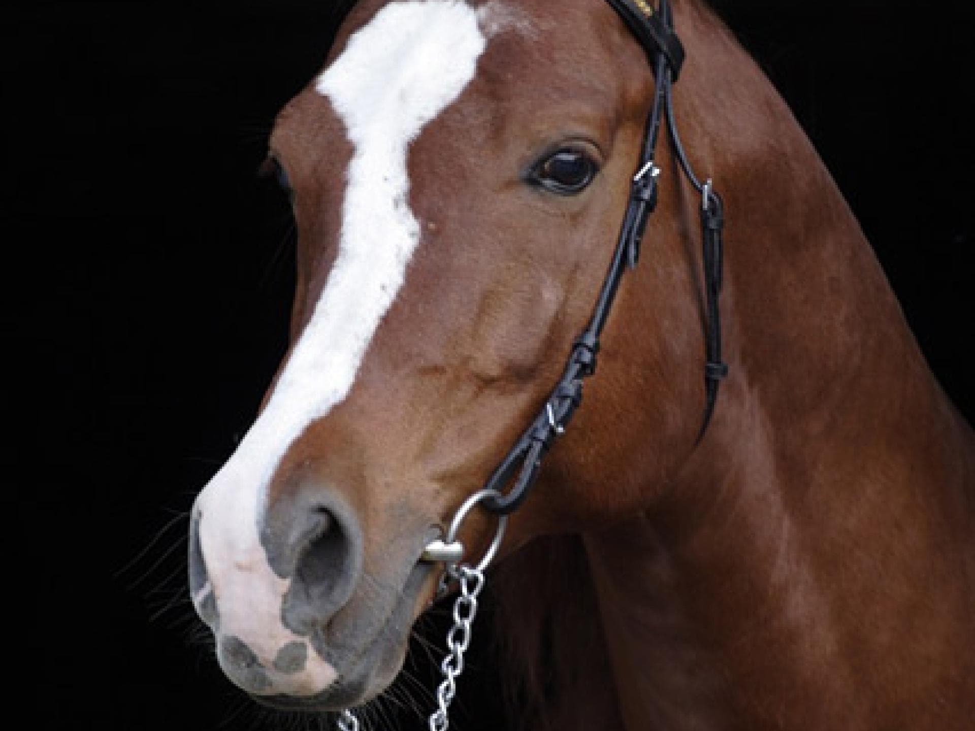 Edle Pferde: Vollblutaraber