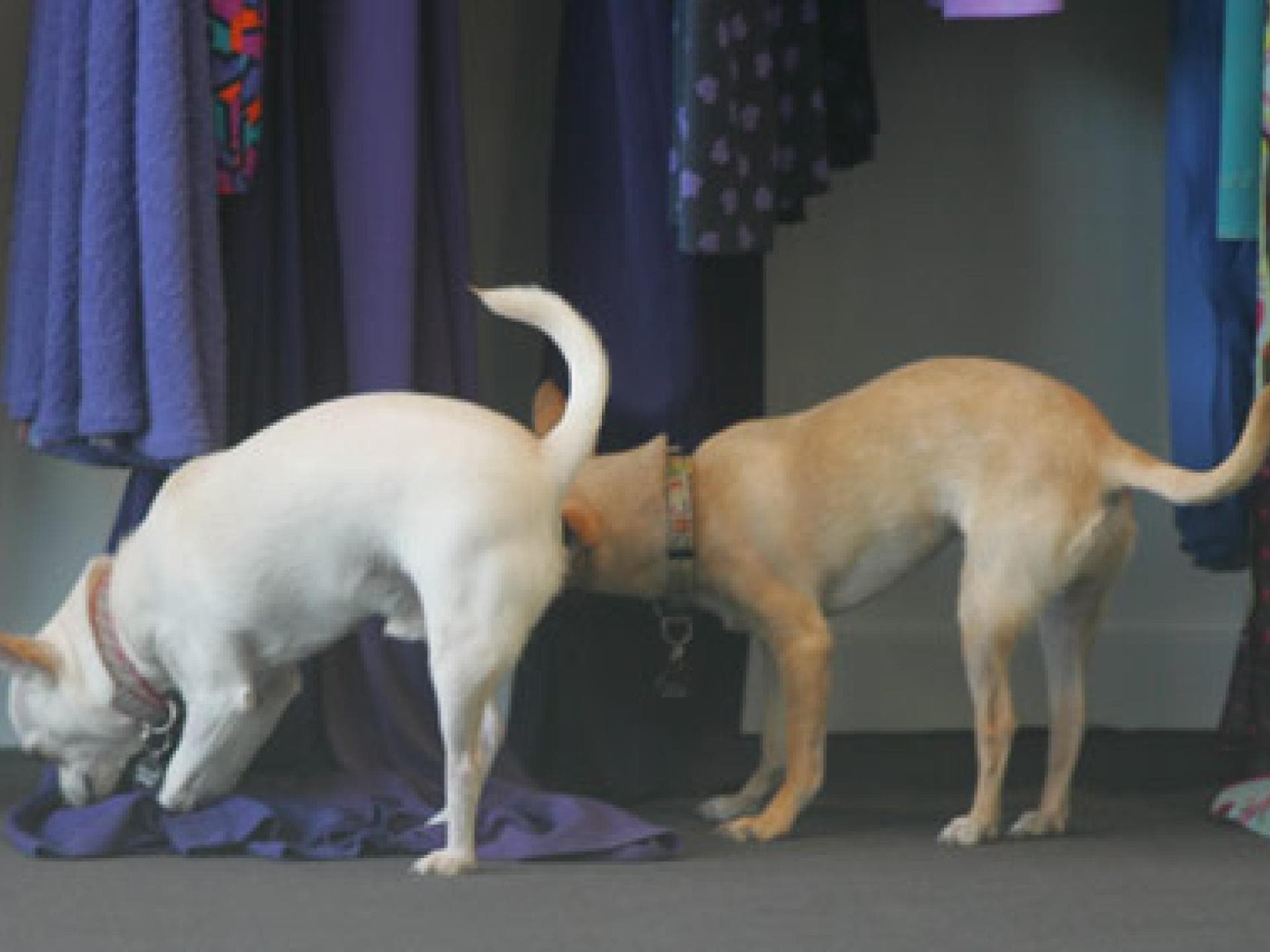 Nicole Richies Kläffer