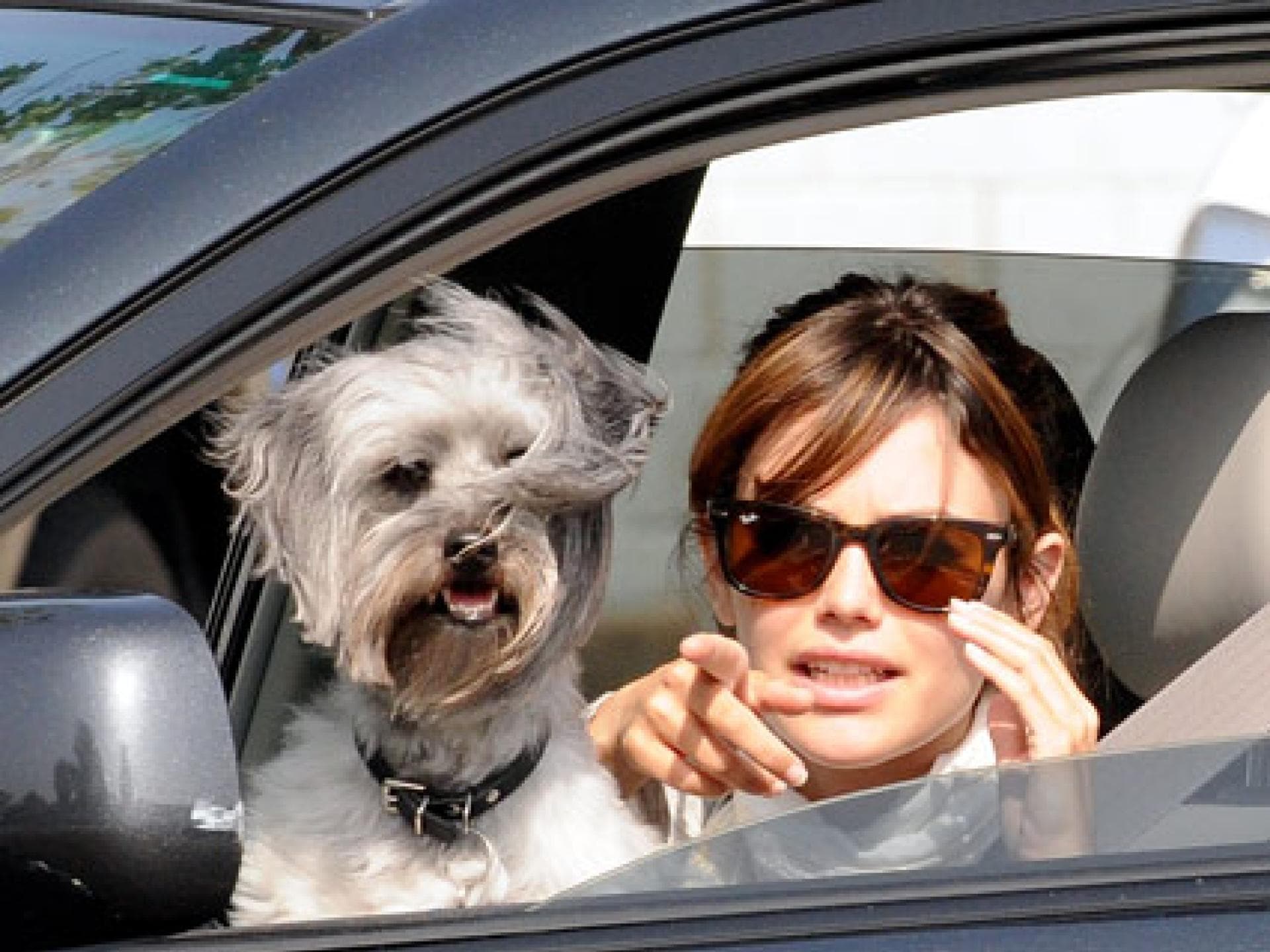 Rachel Bilson mit ihrem Hund im Auto
