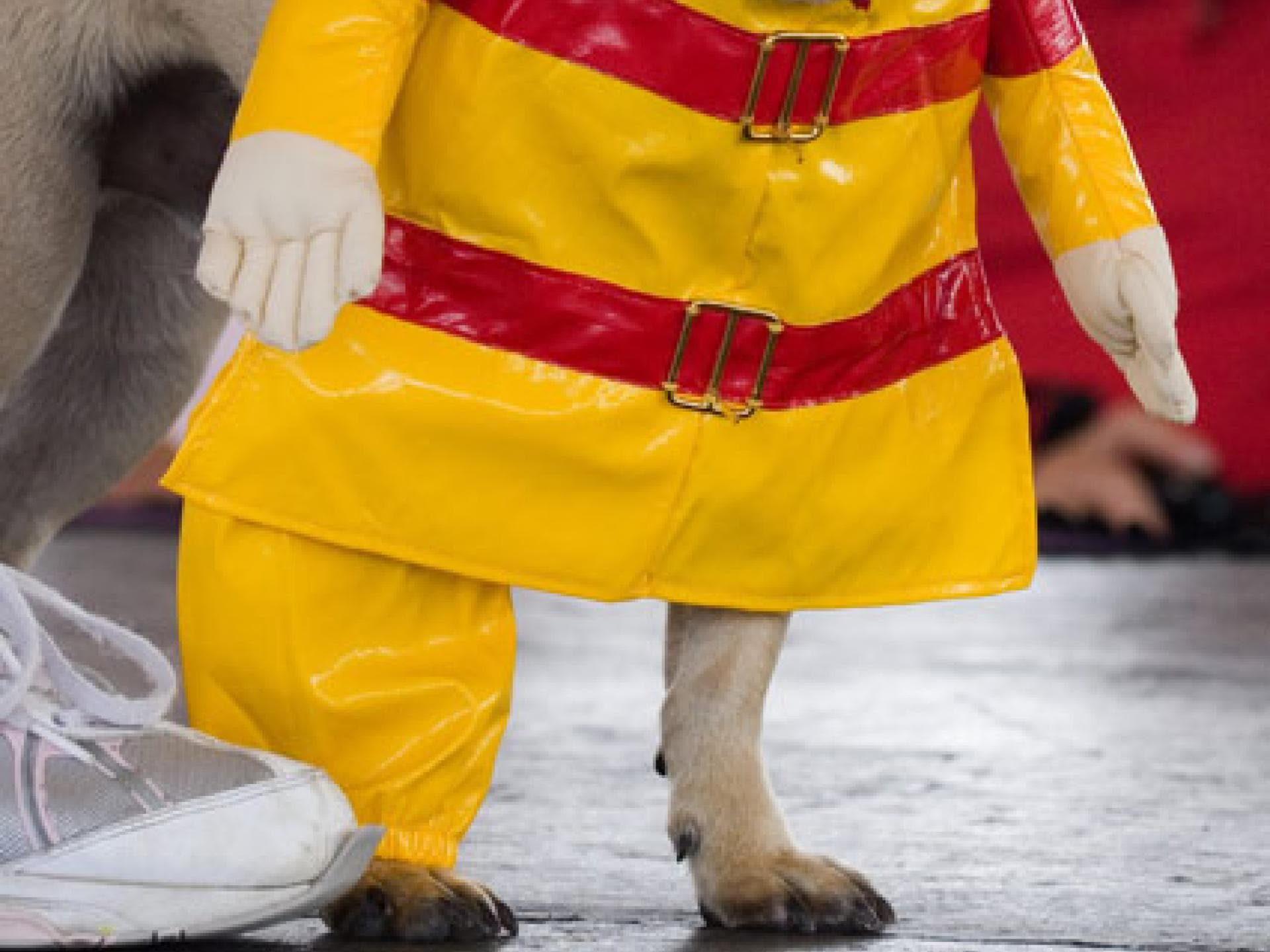 Mops im Feuerwehrkostüm