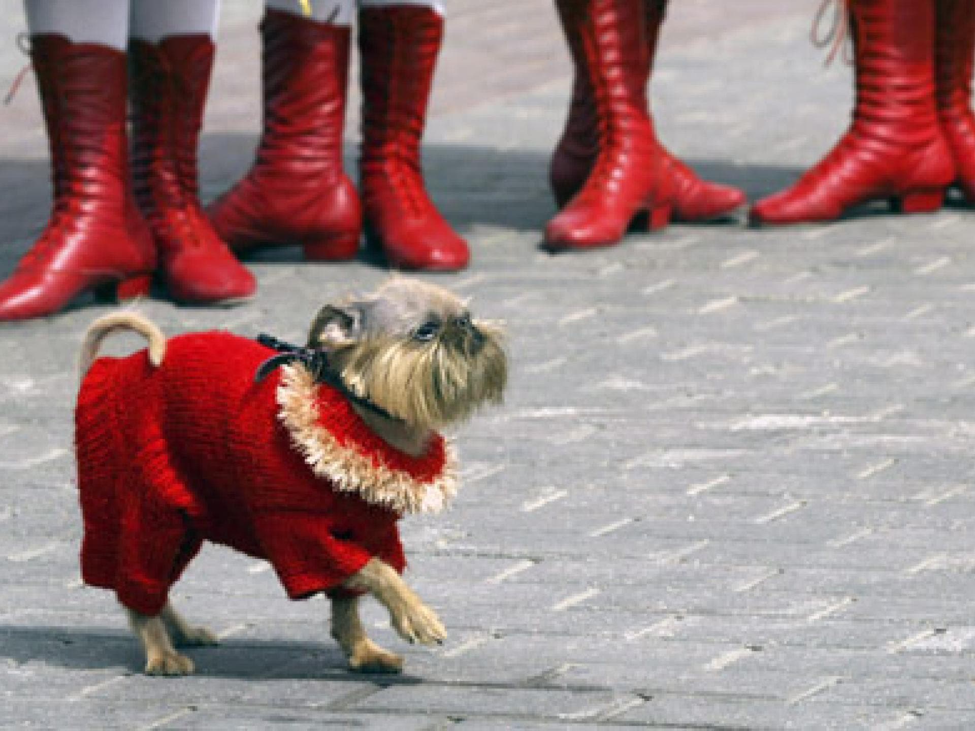 Paradenhund mit Strick-Konstüm
