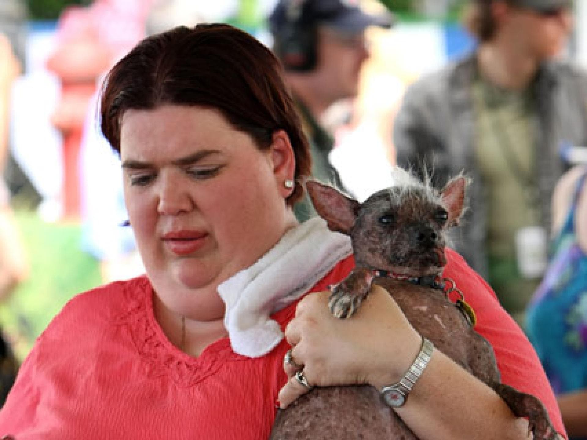 Übergewichtiger Hund