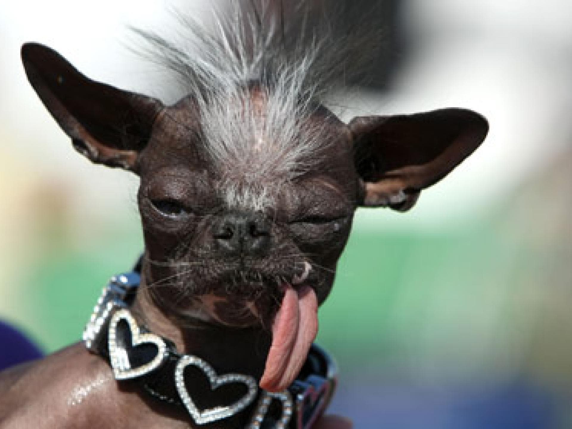 Elwood der Chihuahua