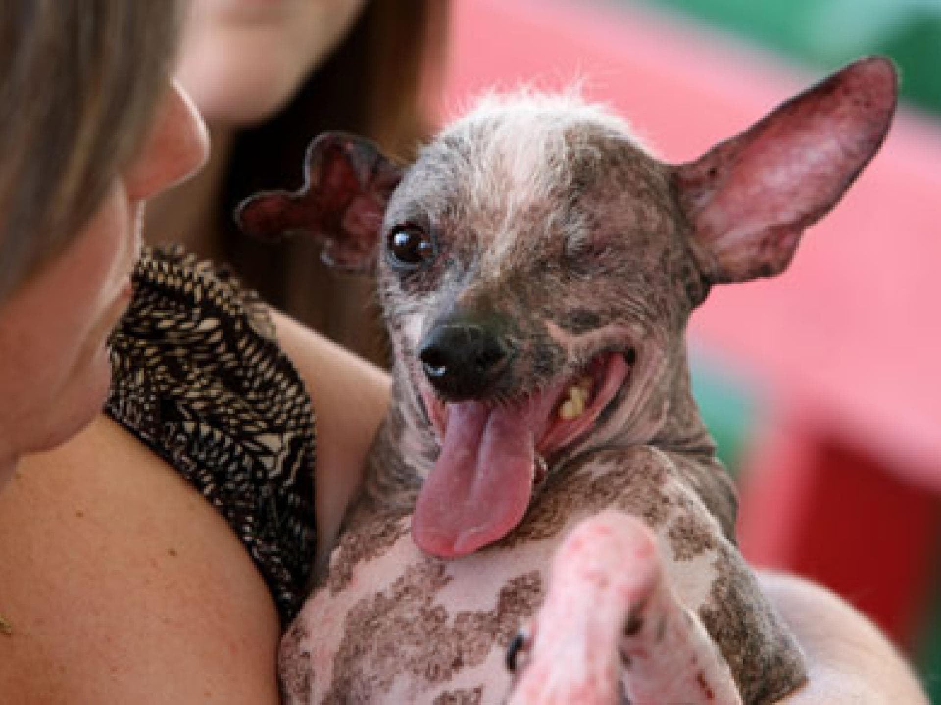 Ugliest Dog