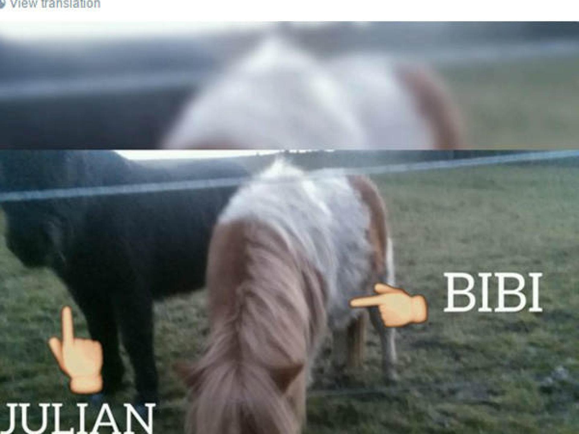 Bibi & Julian als Pferde Bibi & Julian als Pferde