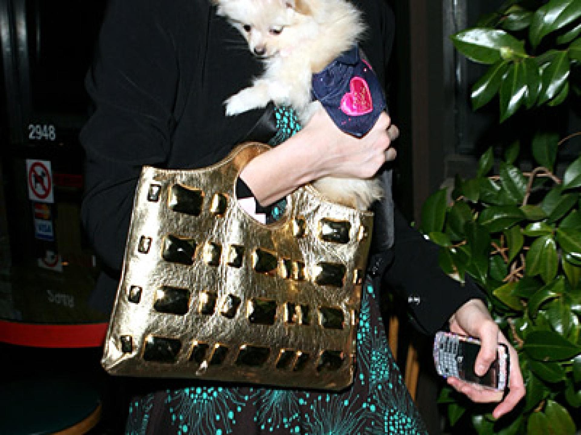 Paris Hilton sammelt Hunde Paris Hilton sammelt Hunde