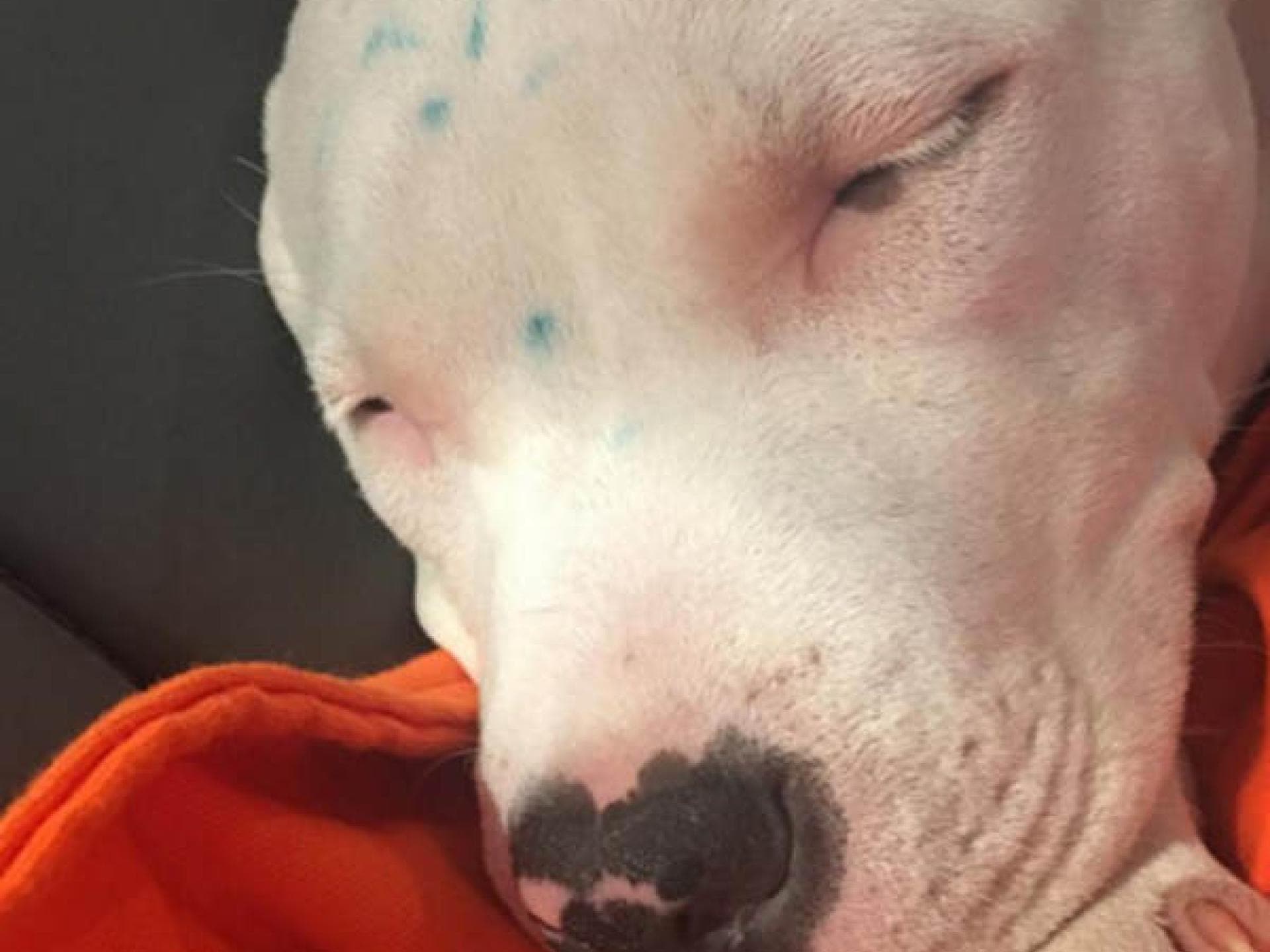 Miley Cyrus: Tierquälerei bei Milky?