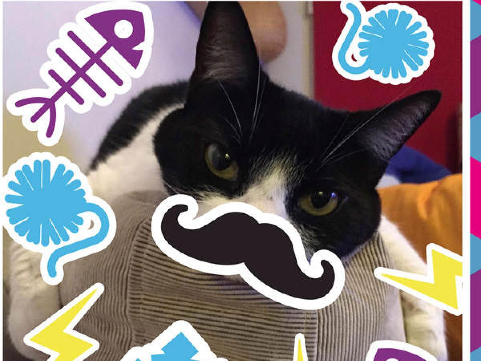 Boomerang Tierstar Fotobox