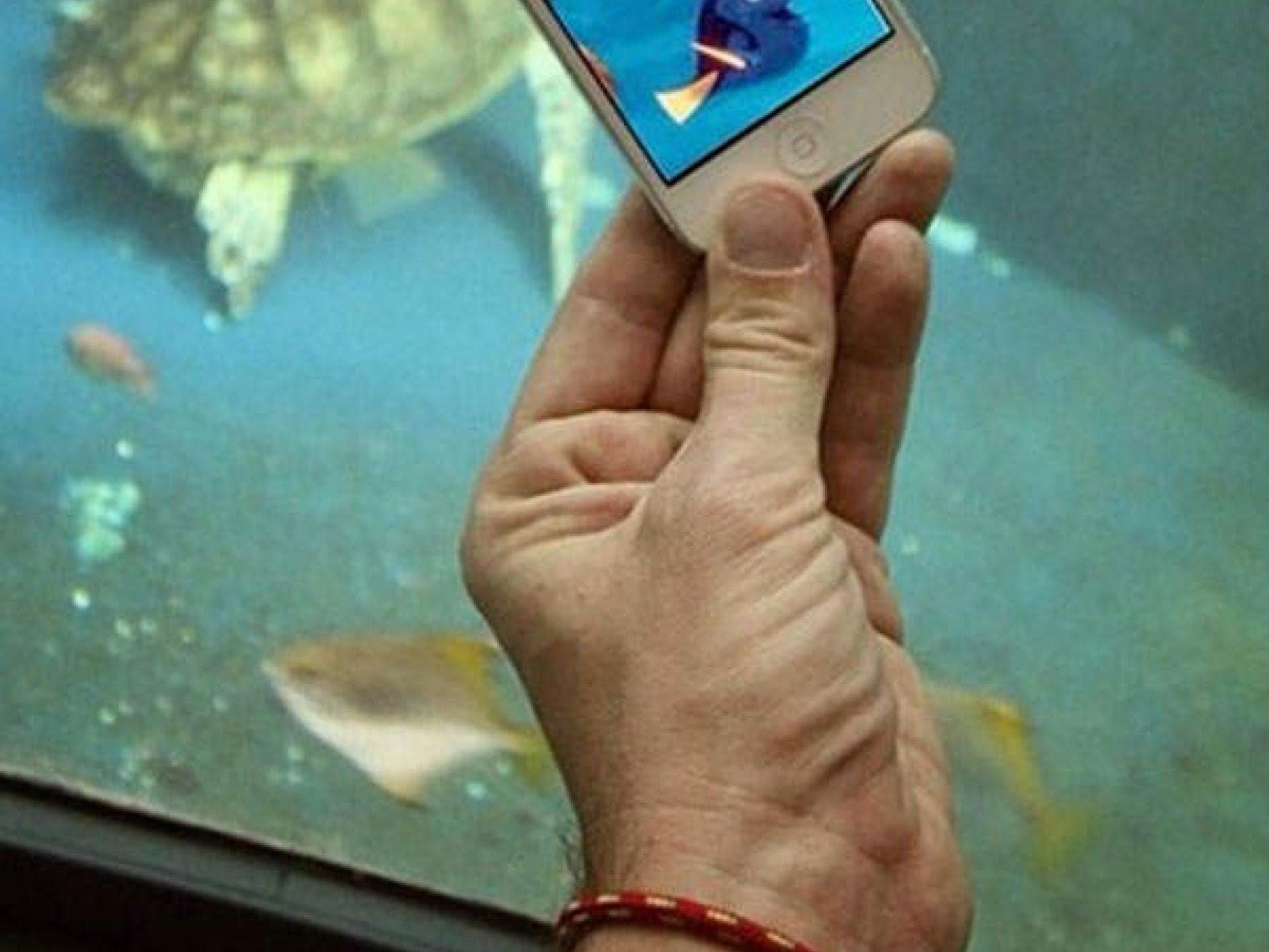 Findet Nemo Findet Nemo