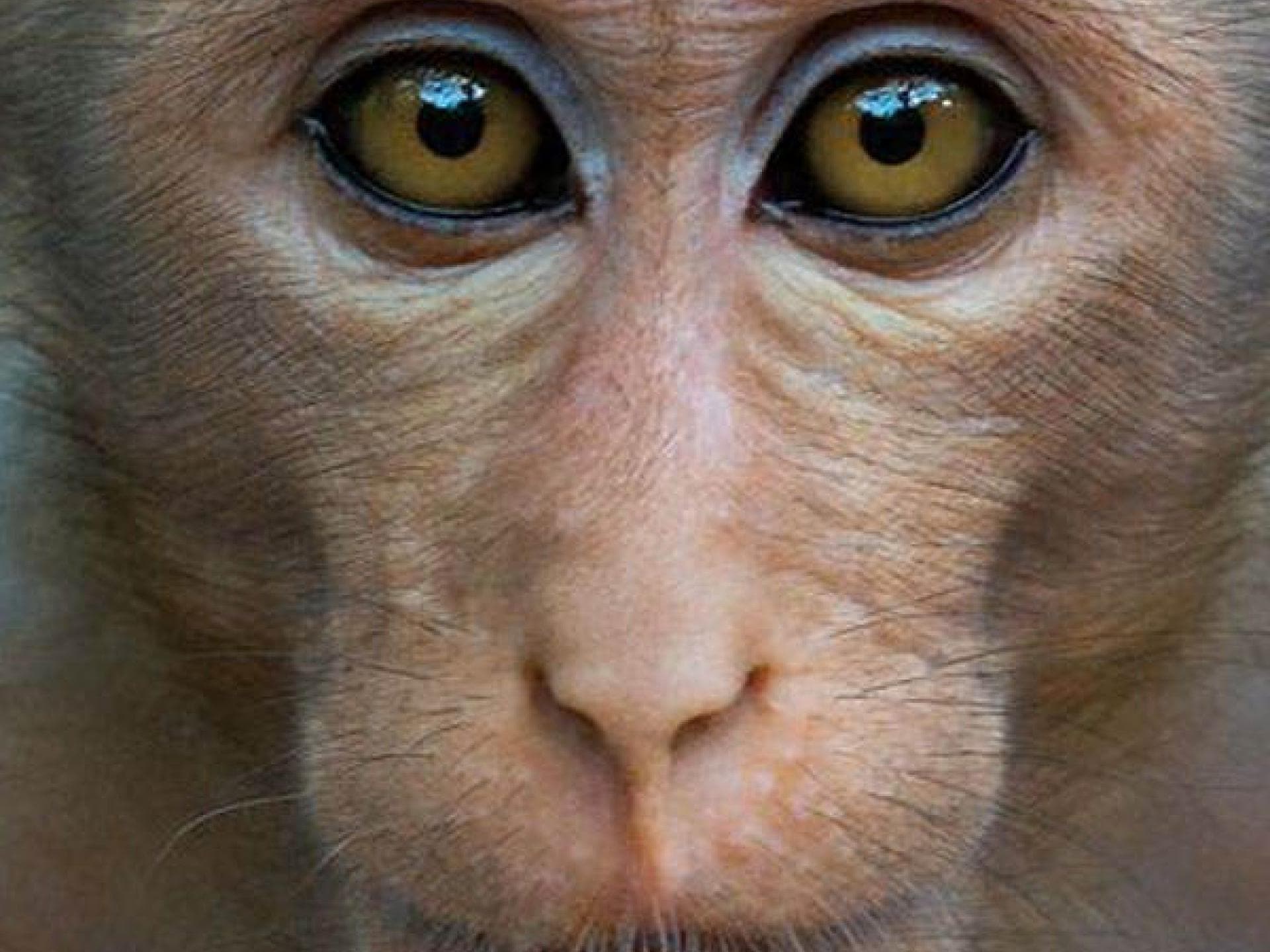 Im Reich der Affen: Kinostart