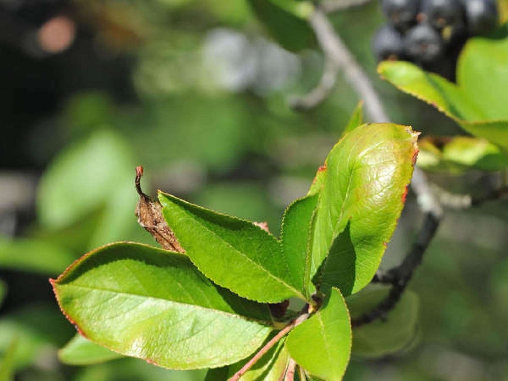 Aronia-Beere Aronia-Beere