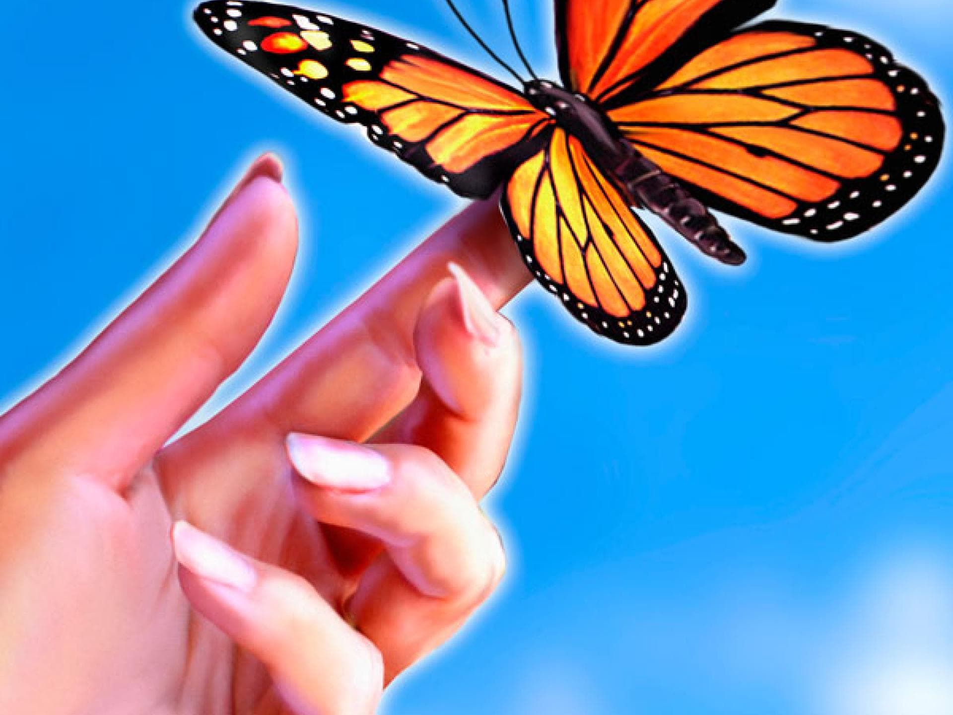 Einen Schmetterling in der Hand gehalten?