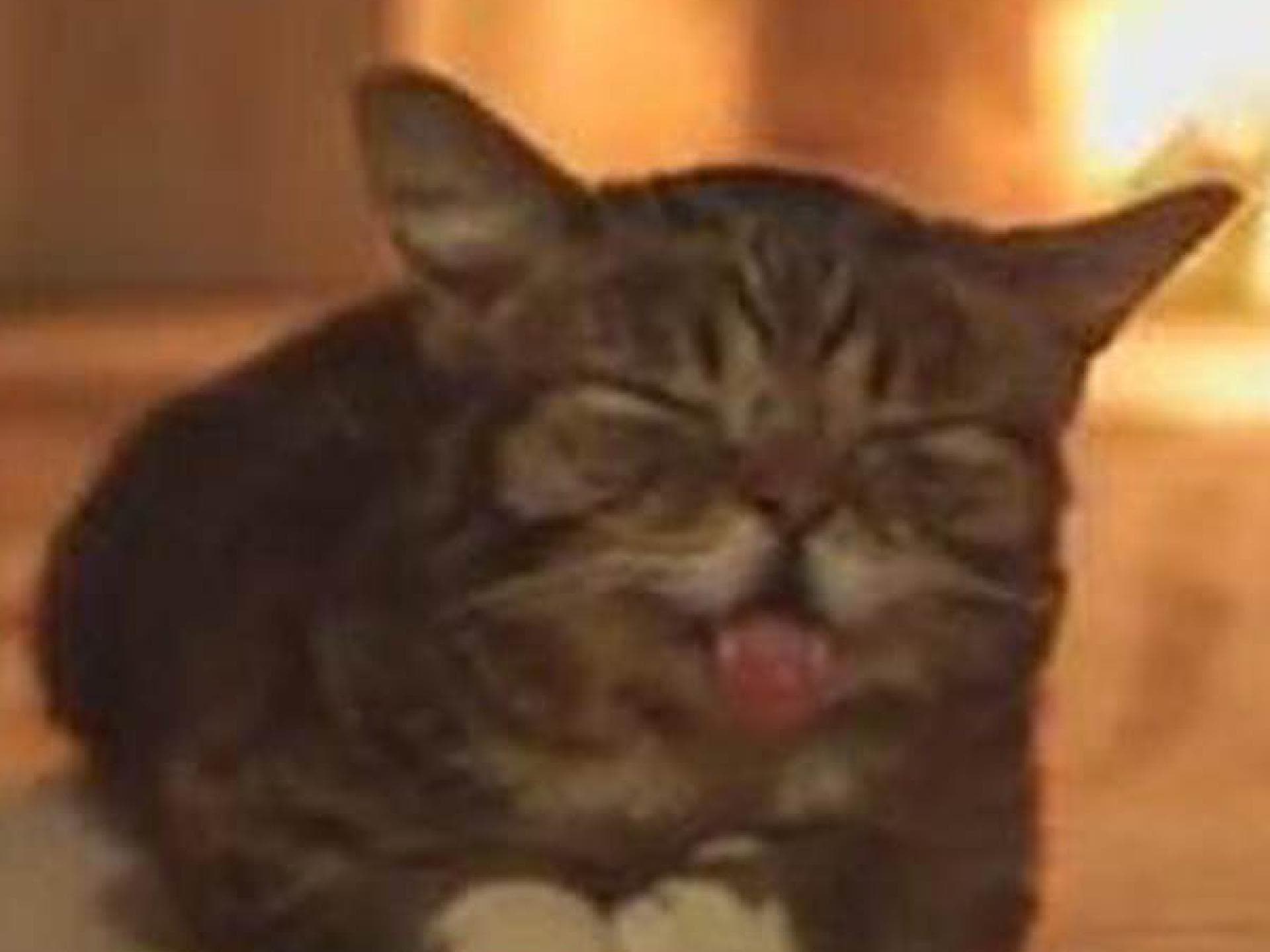 Lil Bubs Genom wird entschlüsselt