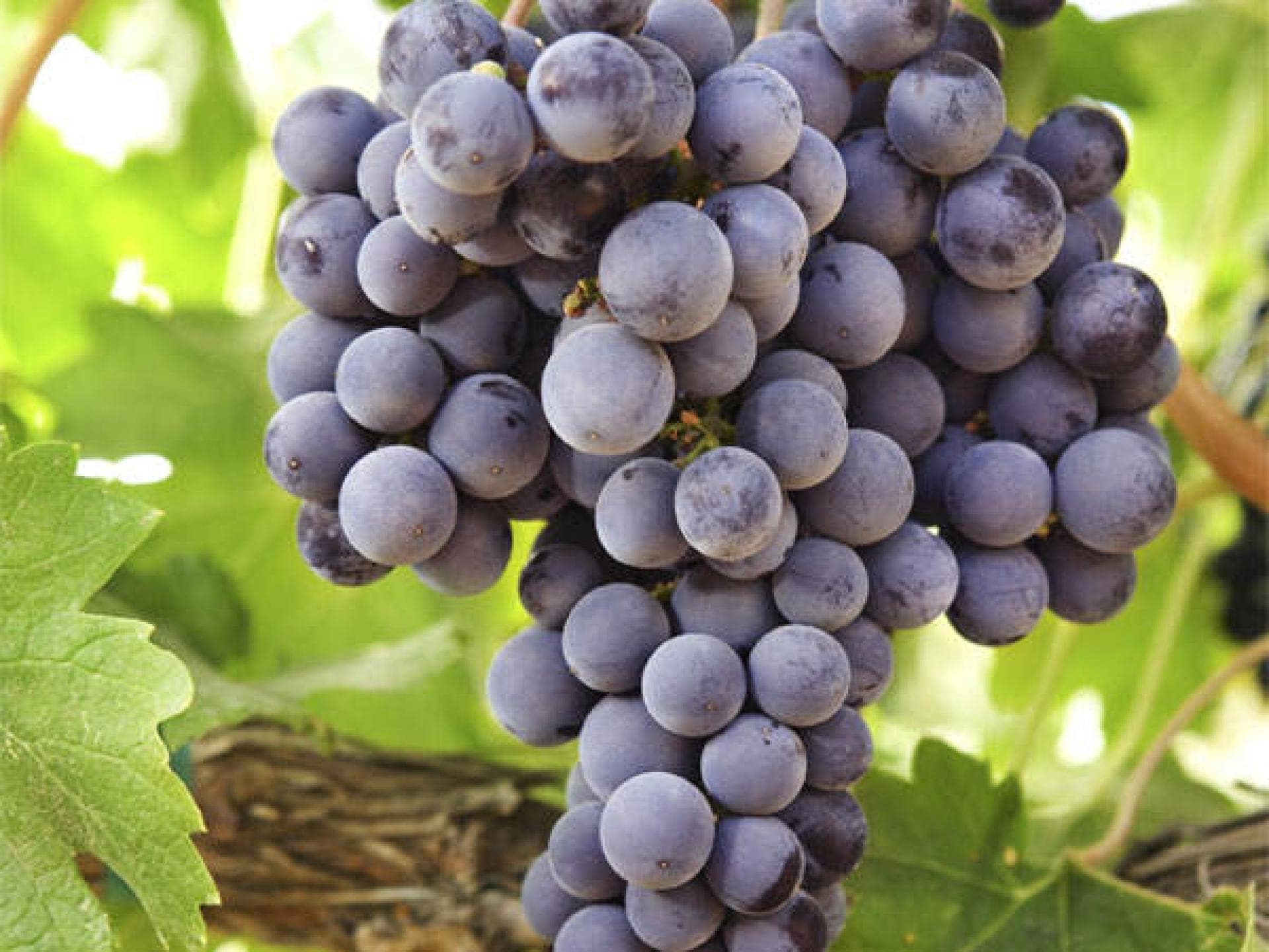 Weintrauben: Zweitbestes Aphrodisiakum