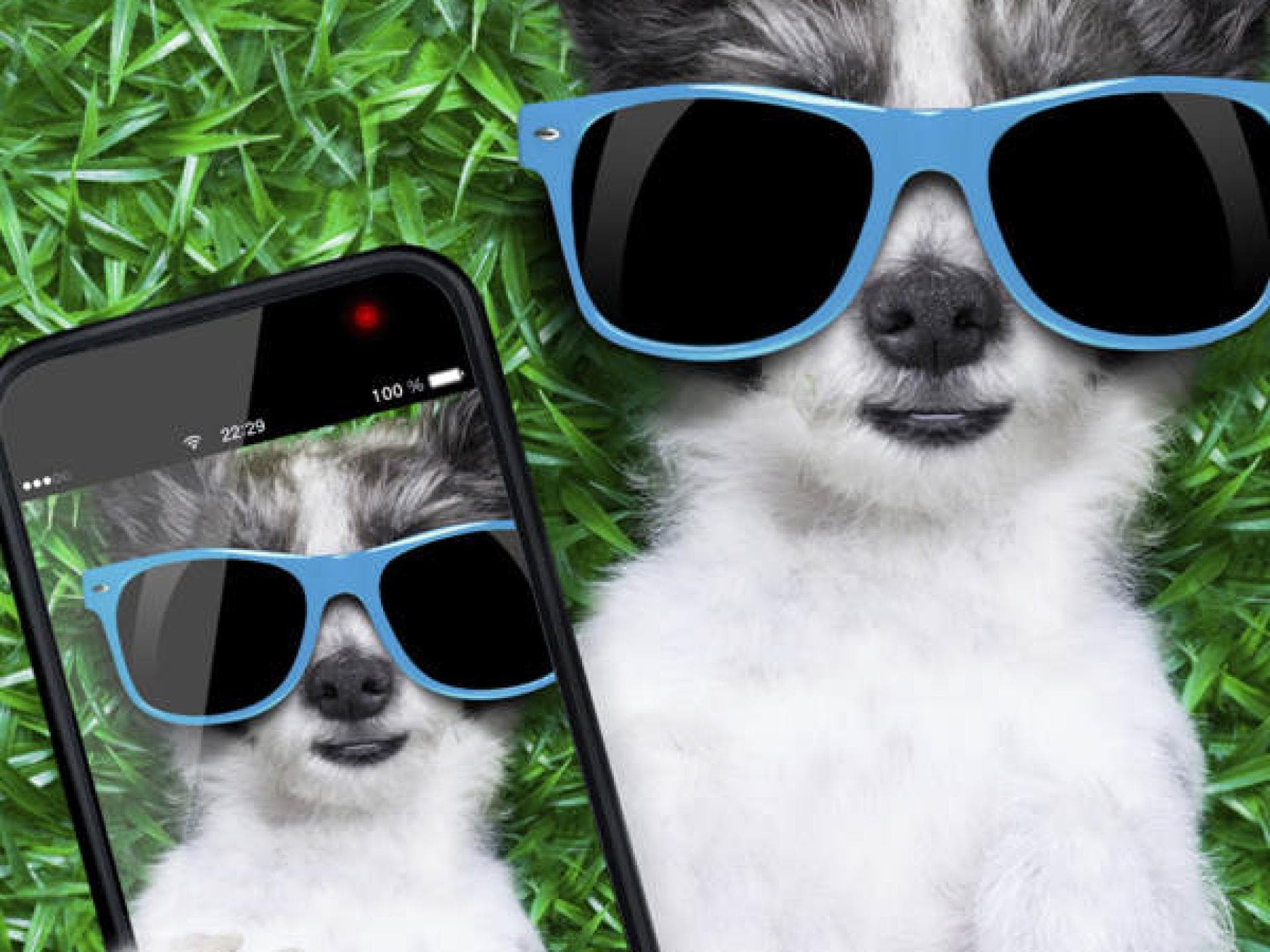 Der Lustige-Bilder-und-Videos-Verschicker