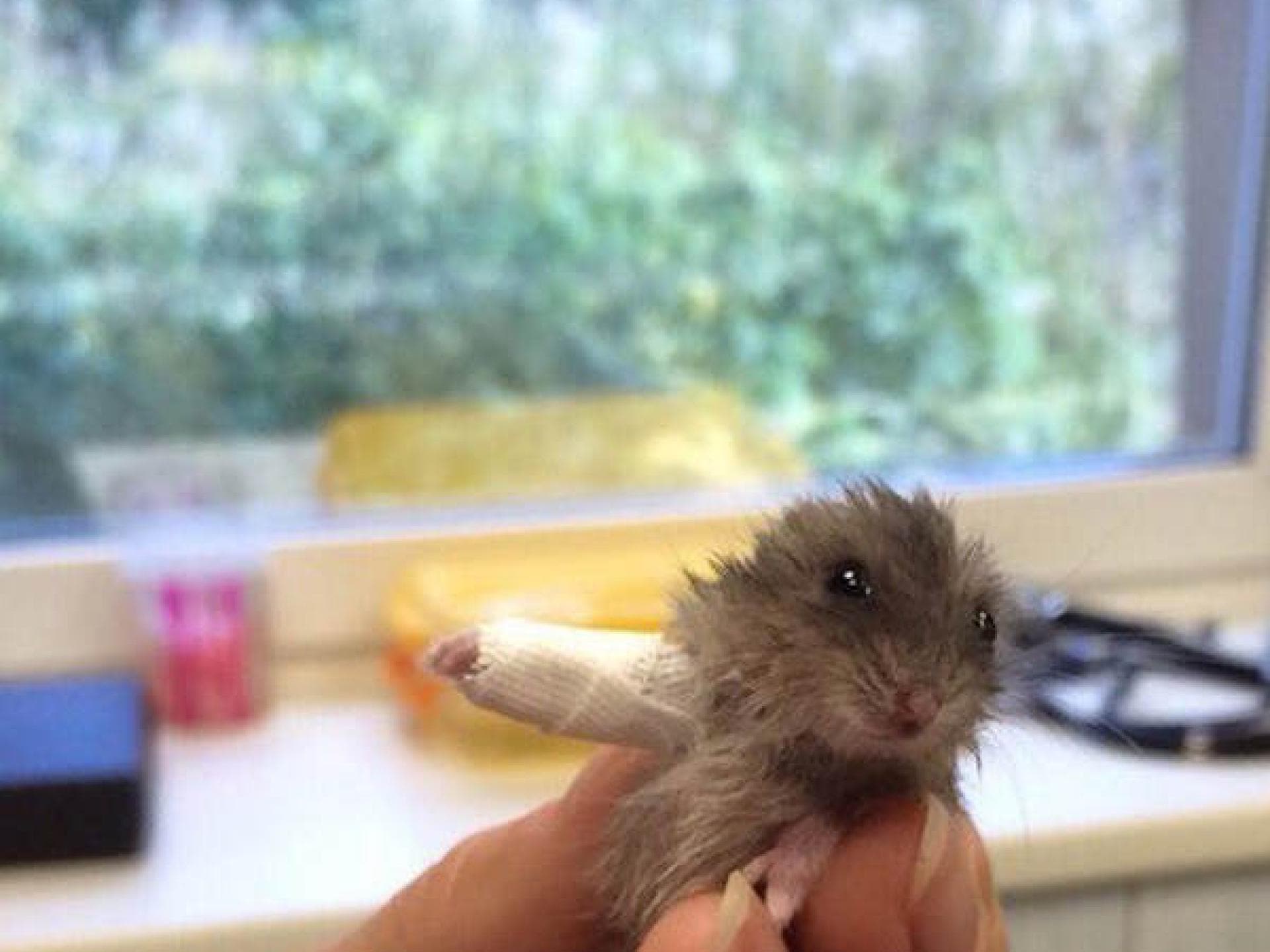 Hamster mit Gips