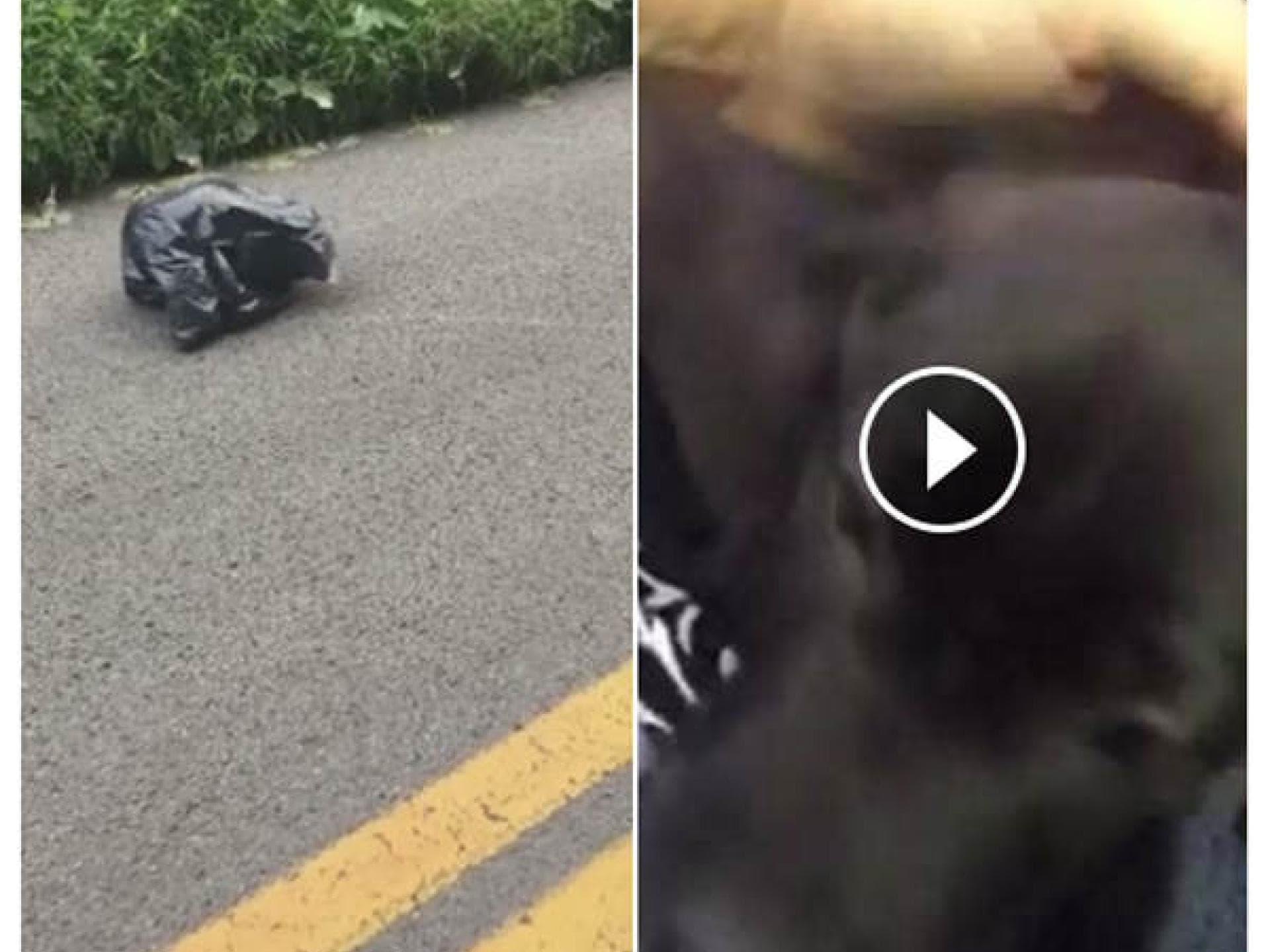 Frau findet Hund im Müllsack