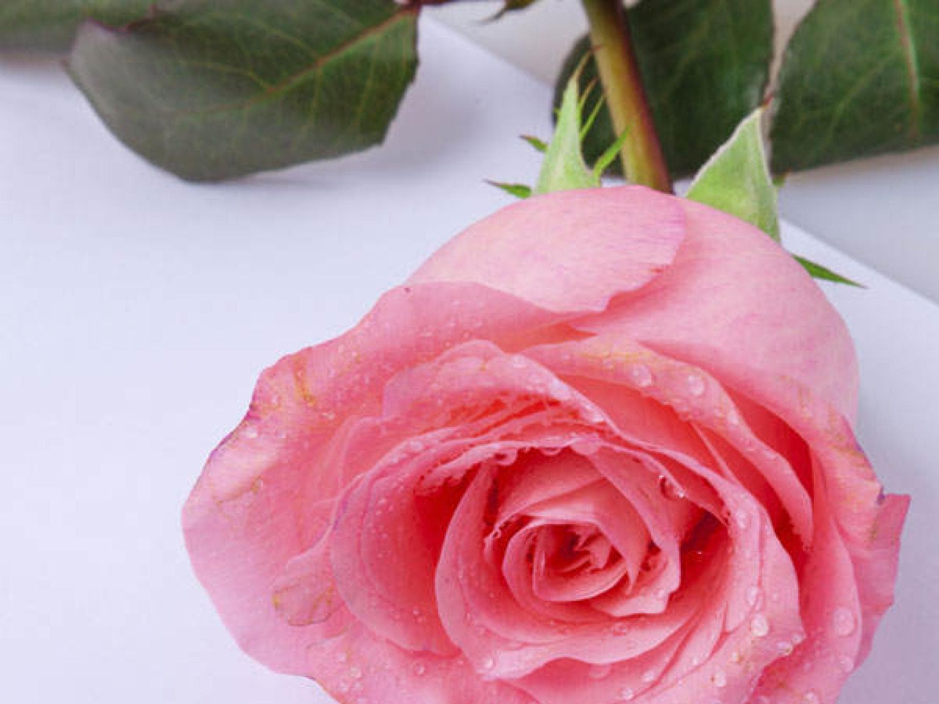 Valentinsblumen-Spruch