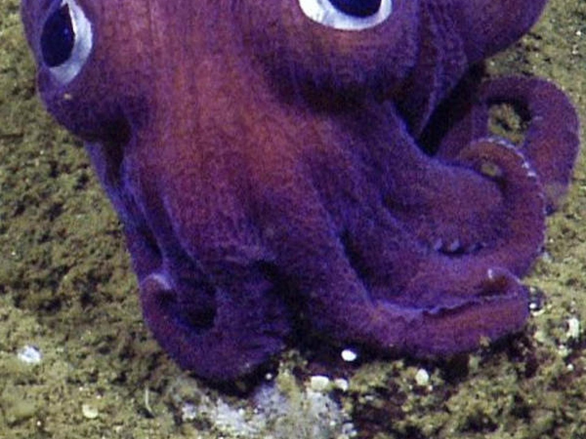 Der süßeste Tintenfisch der Welt Der süßeste Tintenfisch der Welt