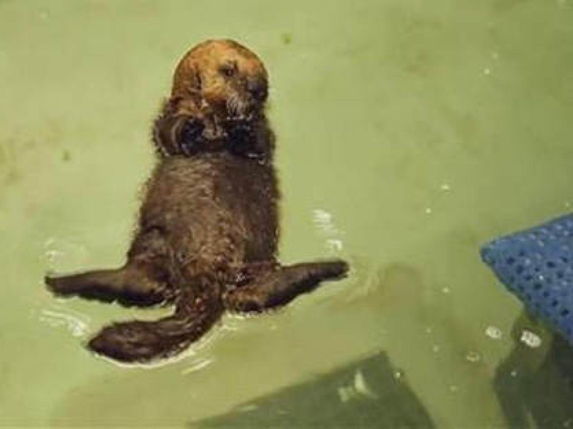 Baby-Otter lernt schwimmen