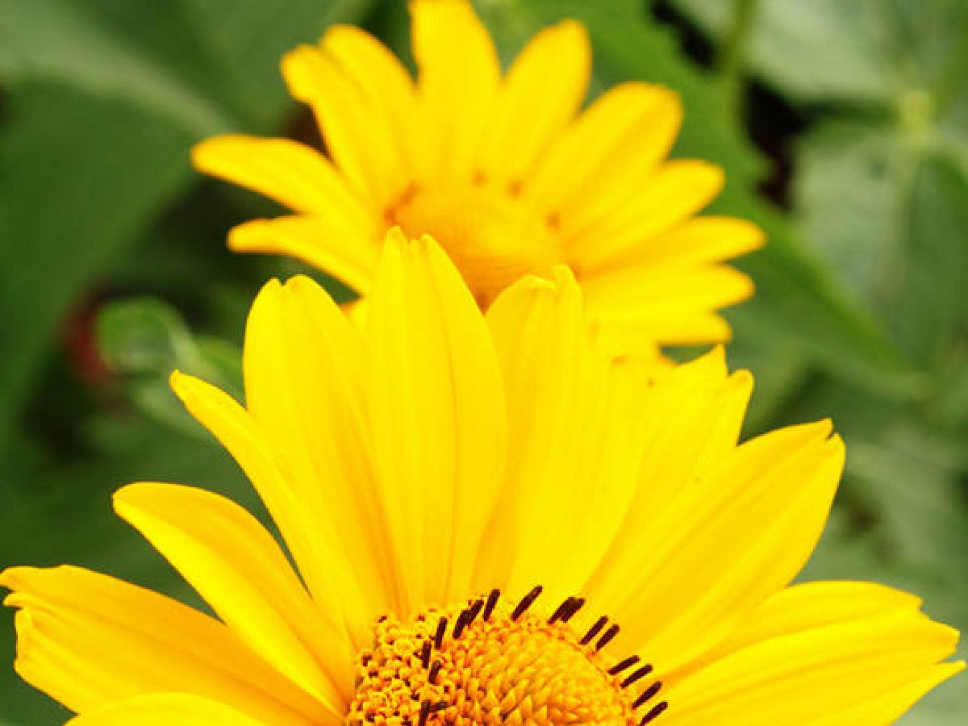 Österreich: Arnika-Land Österreich: Arnika-Land