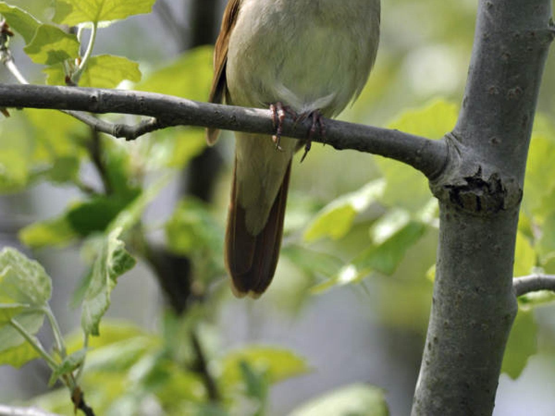 Japan schwört auf Nachtigallen-Kot