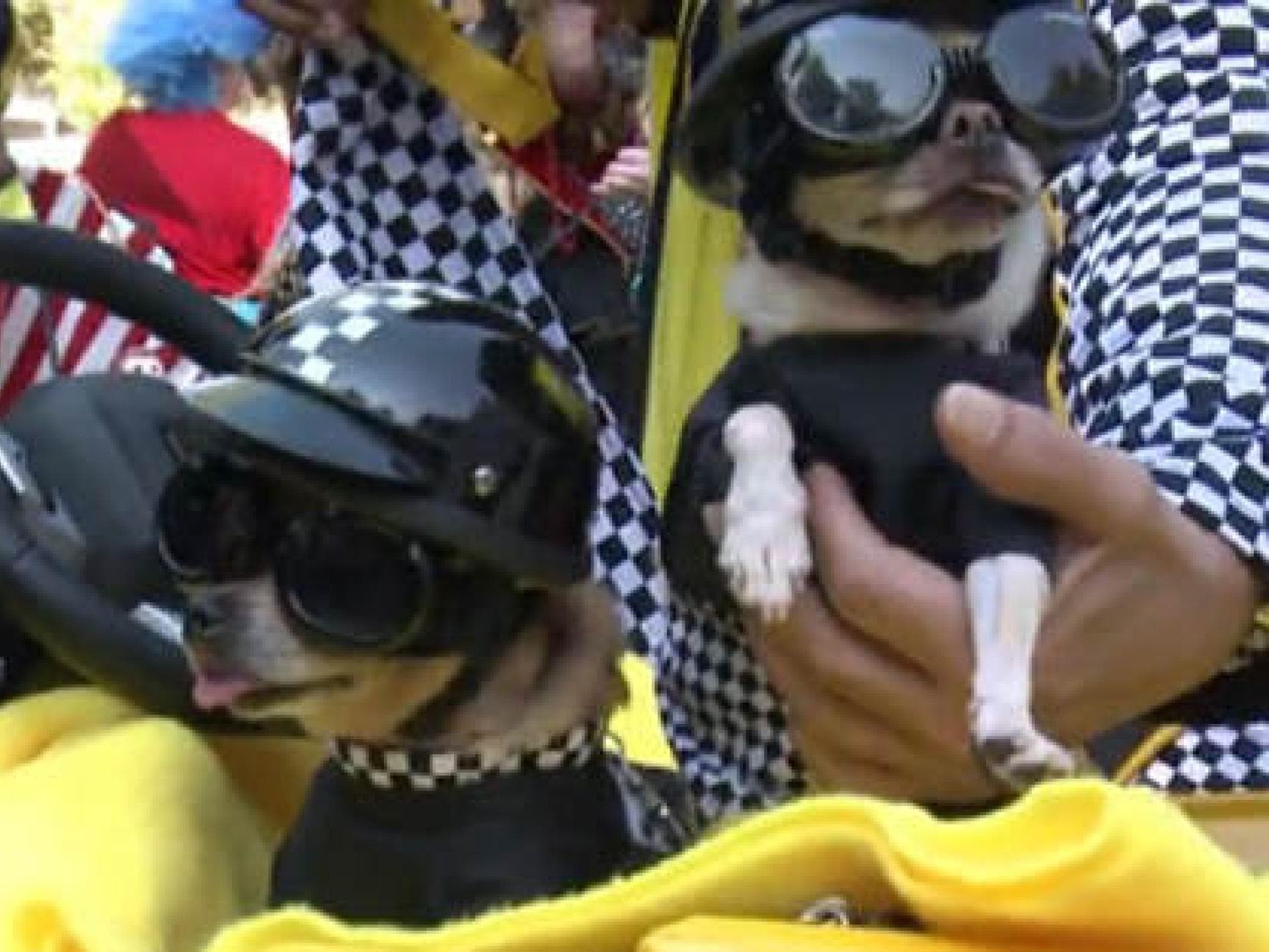 Halloween-Parade für Hunde