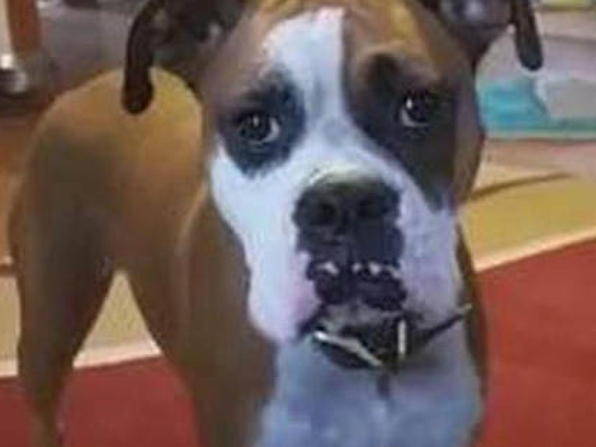 Hund Sammy hat Couchverbot