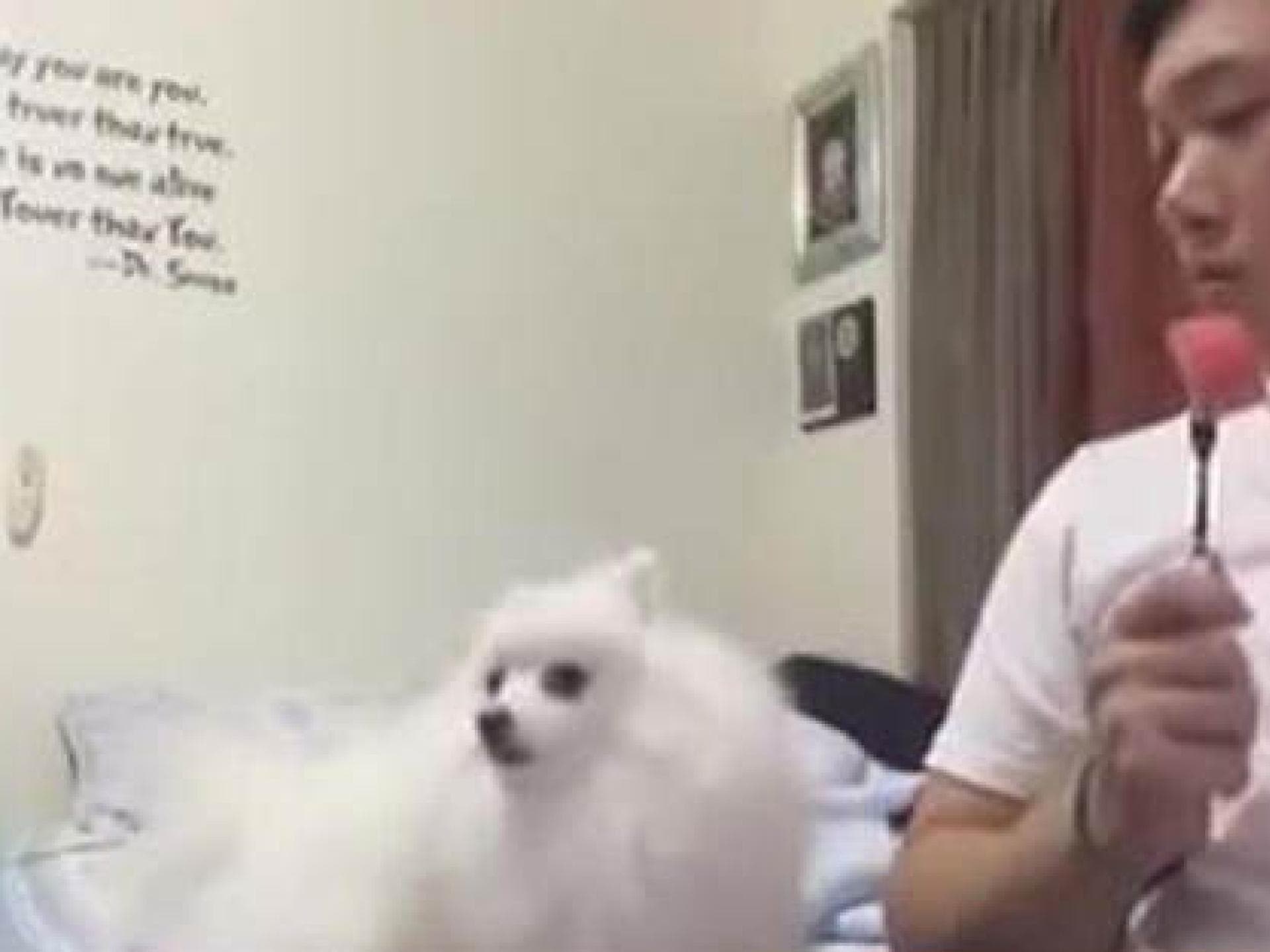 Kleiner Hund will Melone