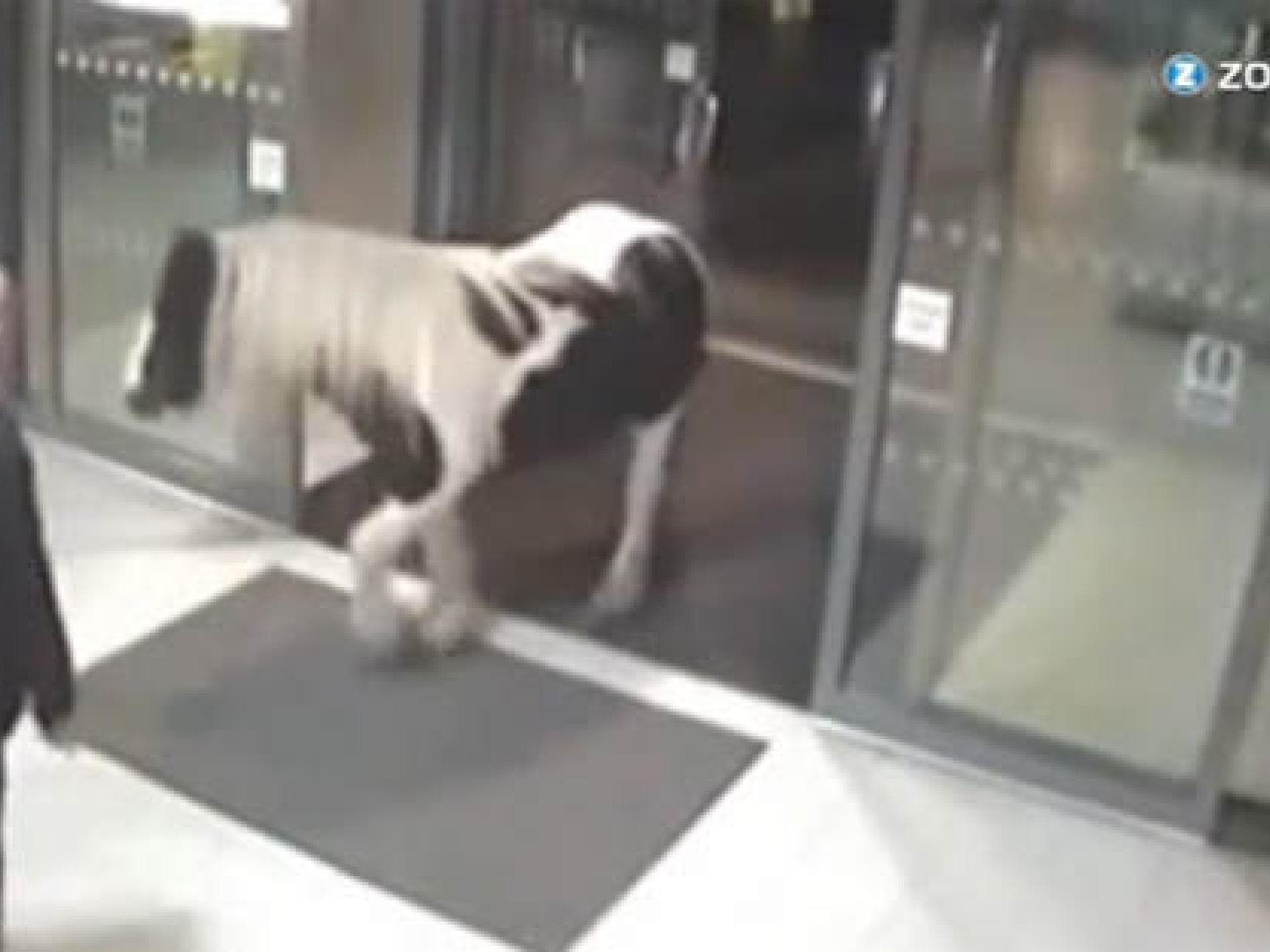 Pferd in Polizeistation