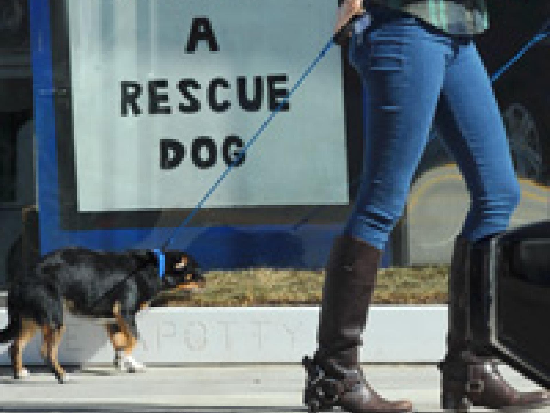 emma-stone-hat-ein-herz-fuer-tiere-200x313-bild-1-1044870.jpg