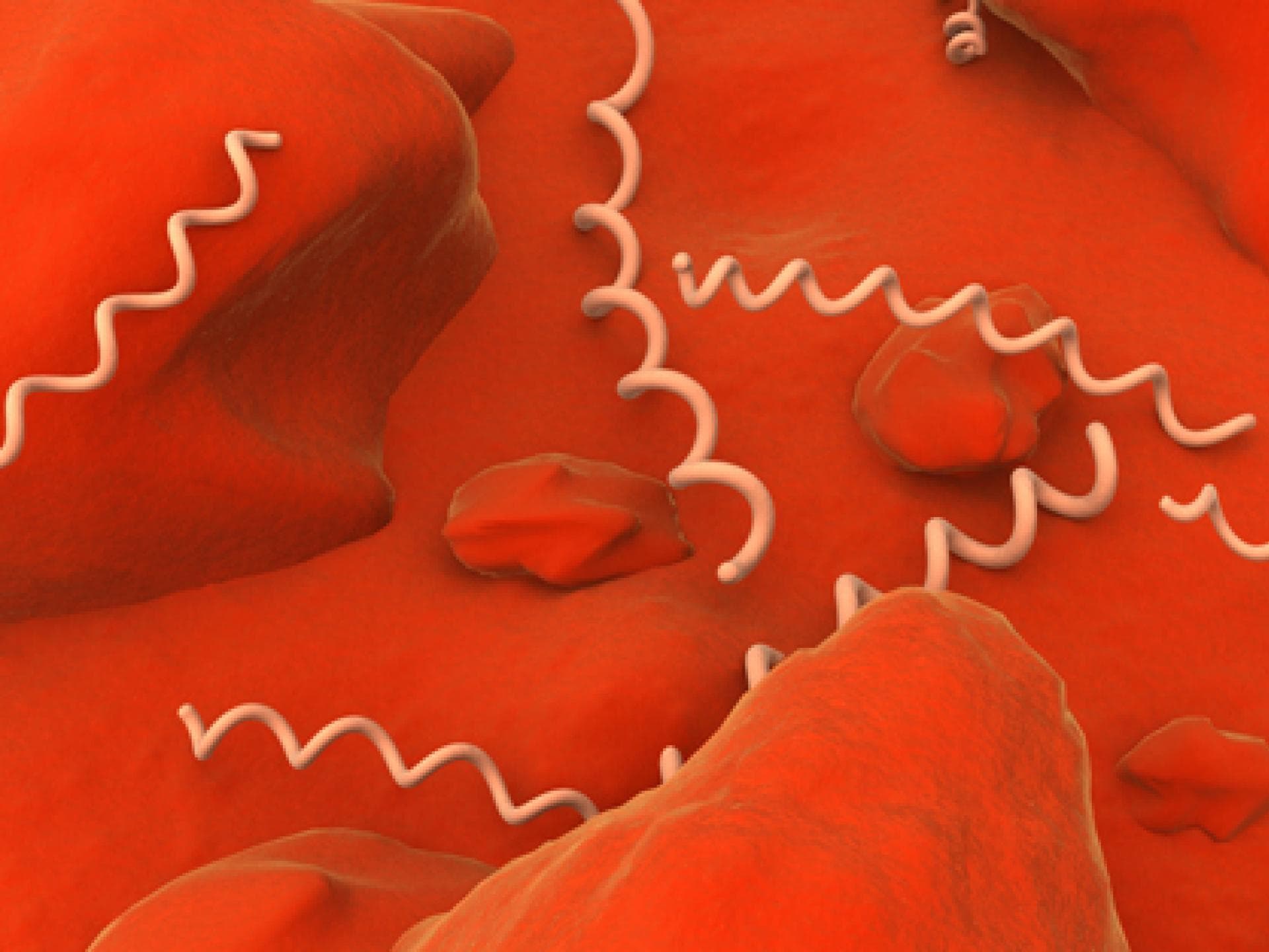 syphilis-875384.jpg syphilis-875384.jpg