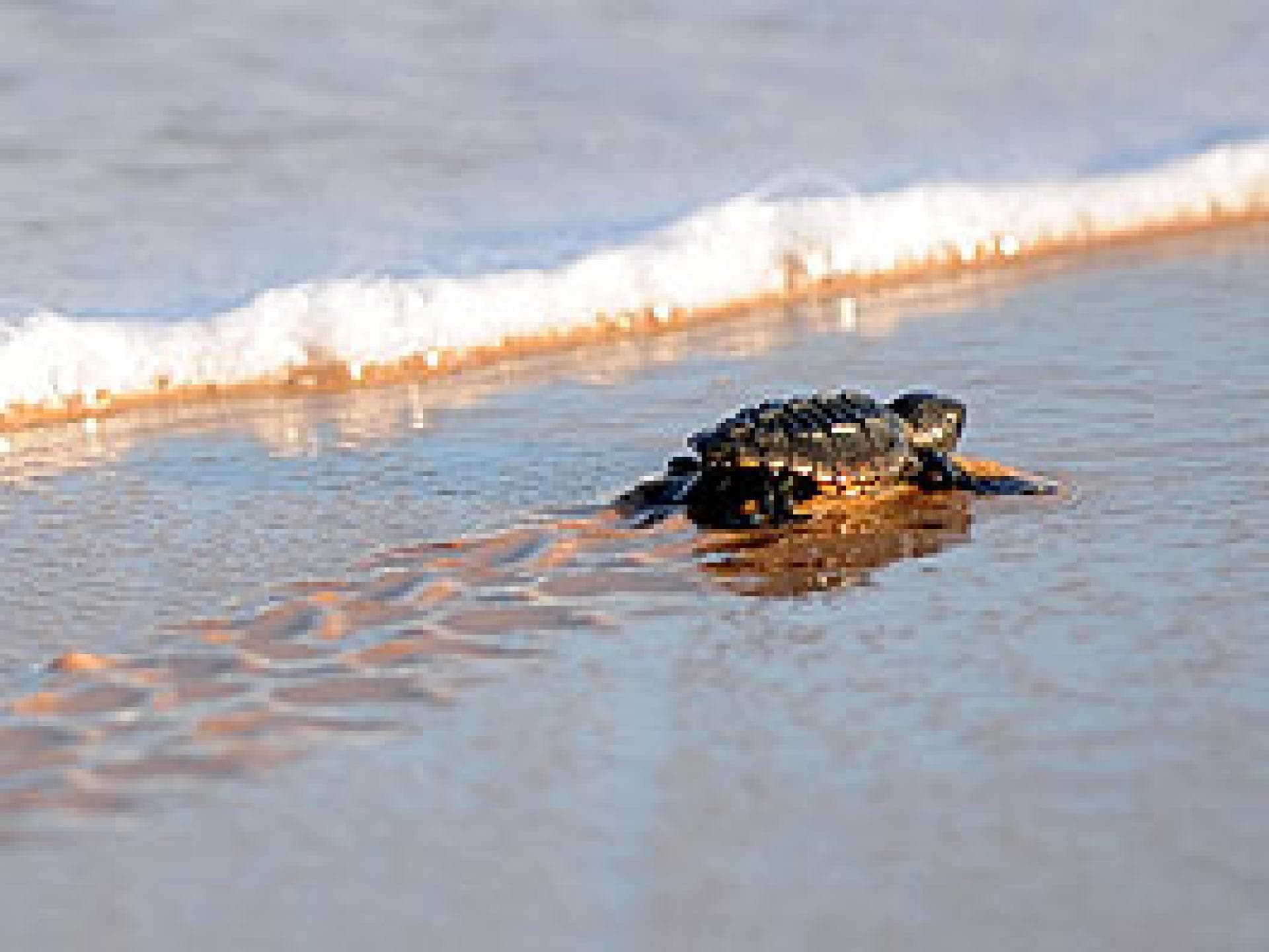 schildkroete-kriecht-ins-meer-275x198-bild-1-789837.jpg