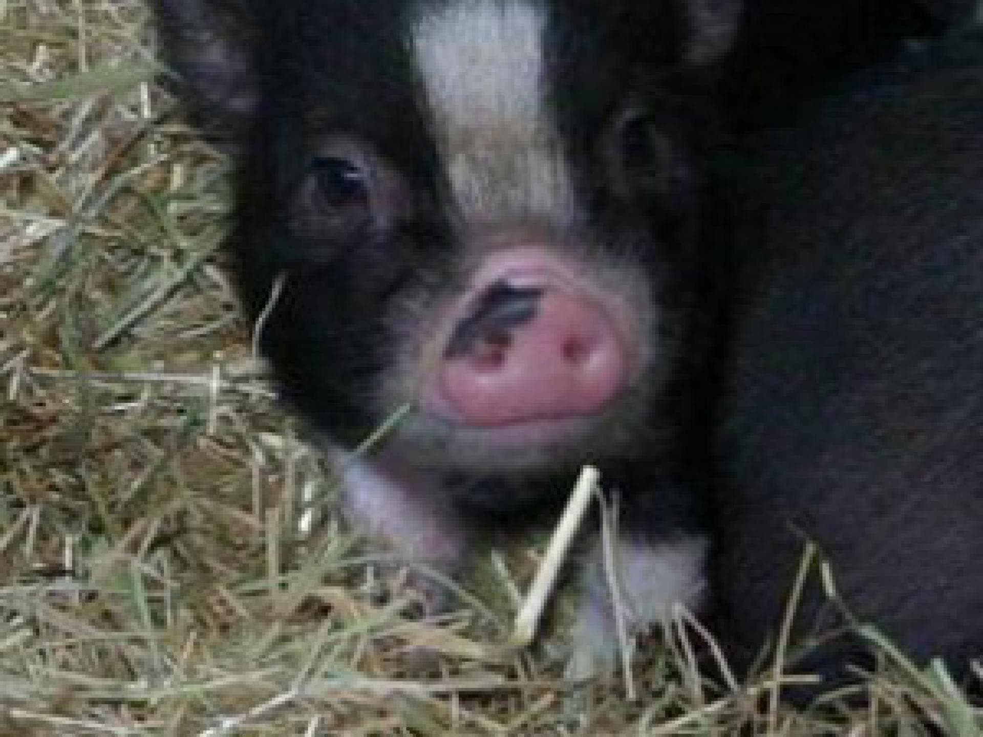 paris-hilton-kauft-ein-mini-schwein-kritik-von-tierschuetzern-300x300-bild-1-546467.jpg paris-hilton-kauft-ein-mini-schwein-kritik-von-tierschuetzern-300x300-bild-1-546467.jpg