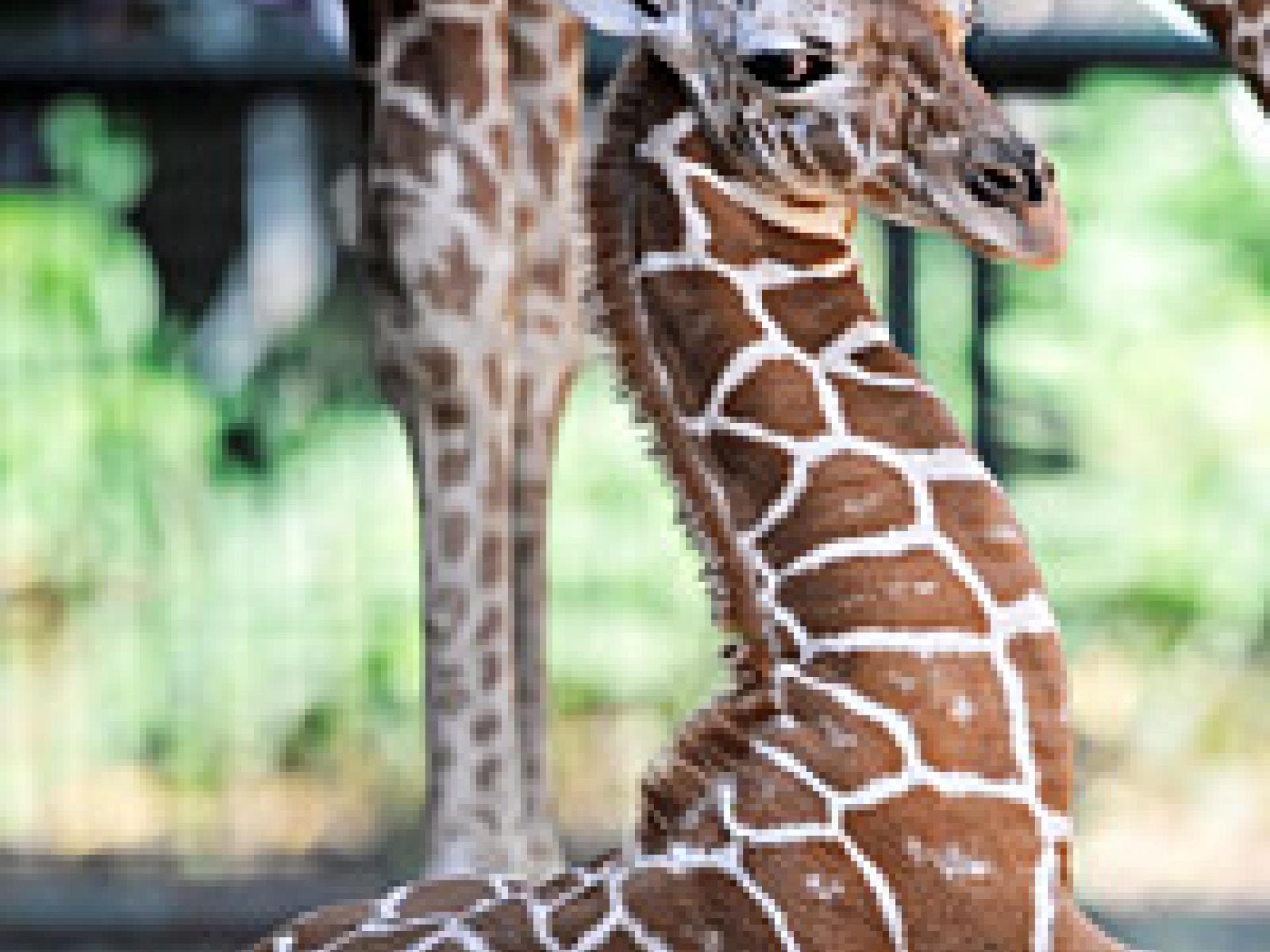 giraffenbaby-im-koelner-zoo-200x250-bild-1-476897.jpg giraffenbaby-im-koelner-zoo-200x250-bild-1-476897.jpg