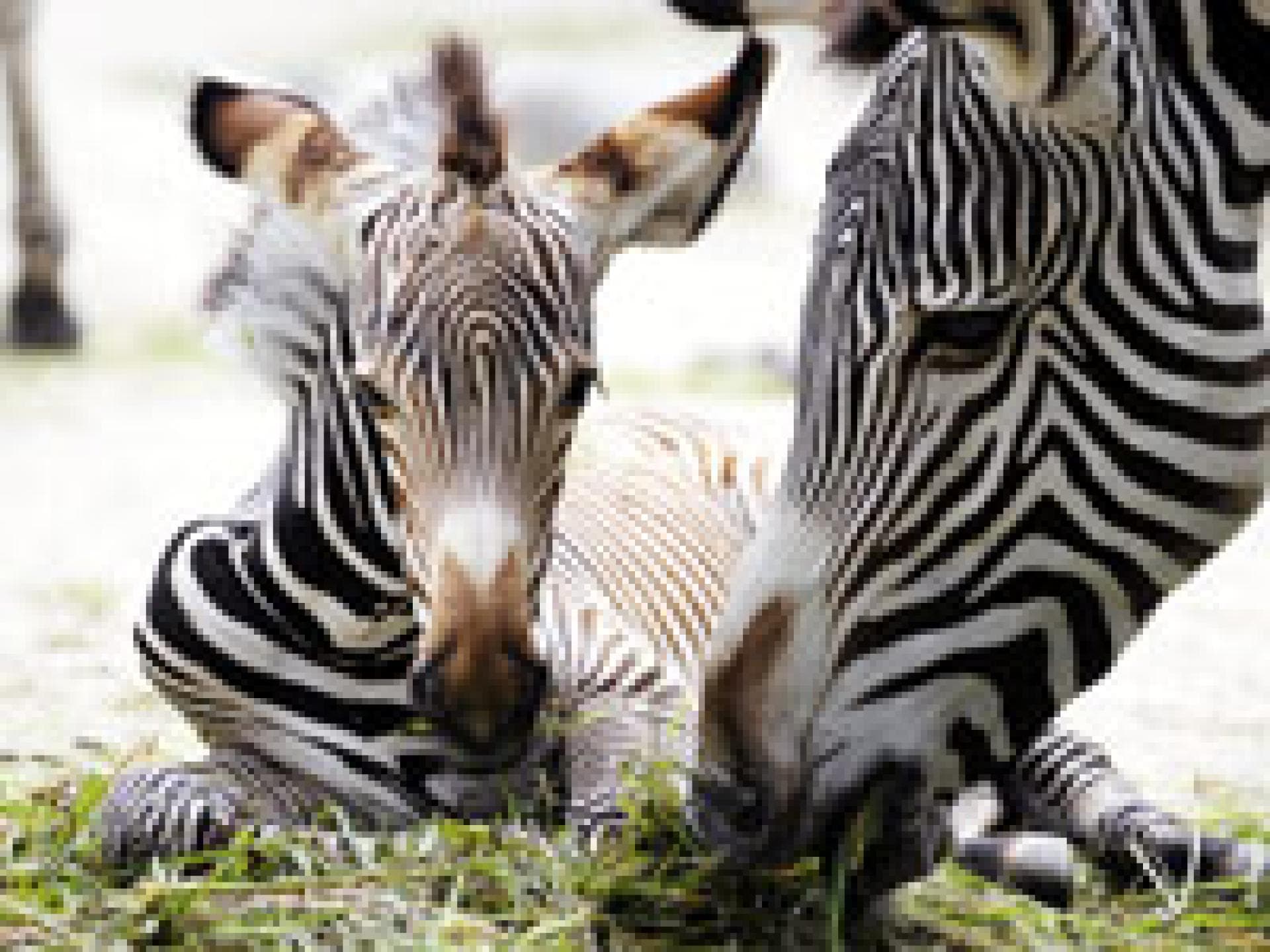 zebrababy-berliner-zoo-200x150-bild-2-476897.jpg zebrababy-berliner-zoo-200x150-bild-2-476897.jpg