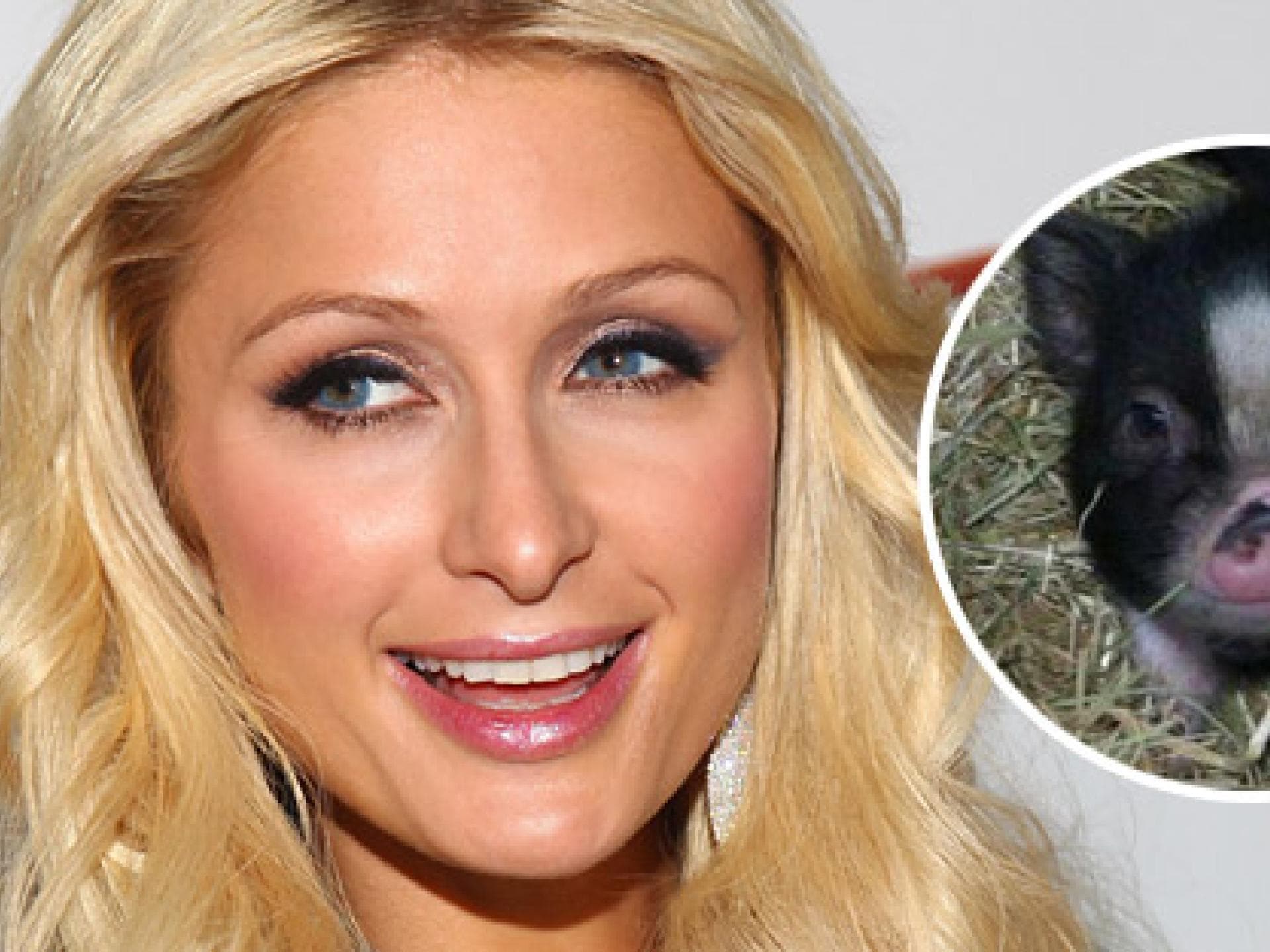 paris-hilton-und-princess-pigelette-getty-images-twitter-557x313-546467.jpg paris-hilton-und-princess-pigelette-getty-images-twitter-557x313-546467.jpg