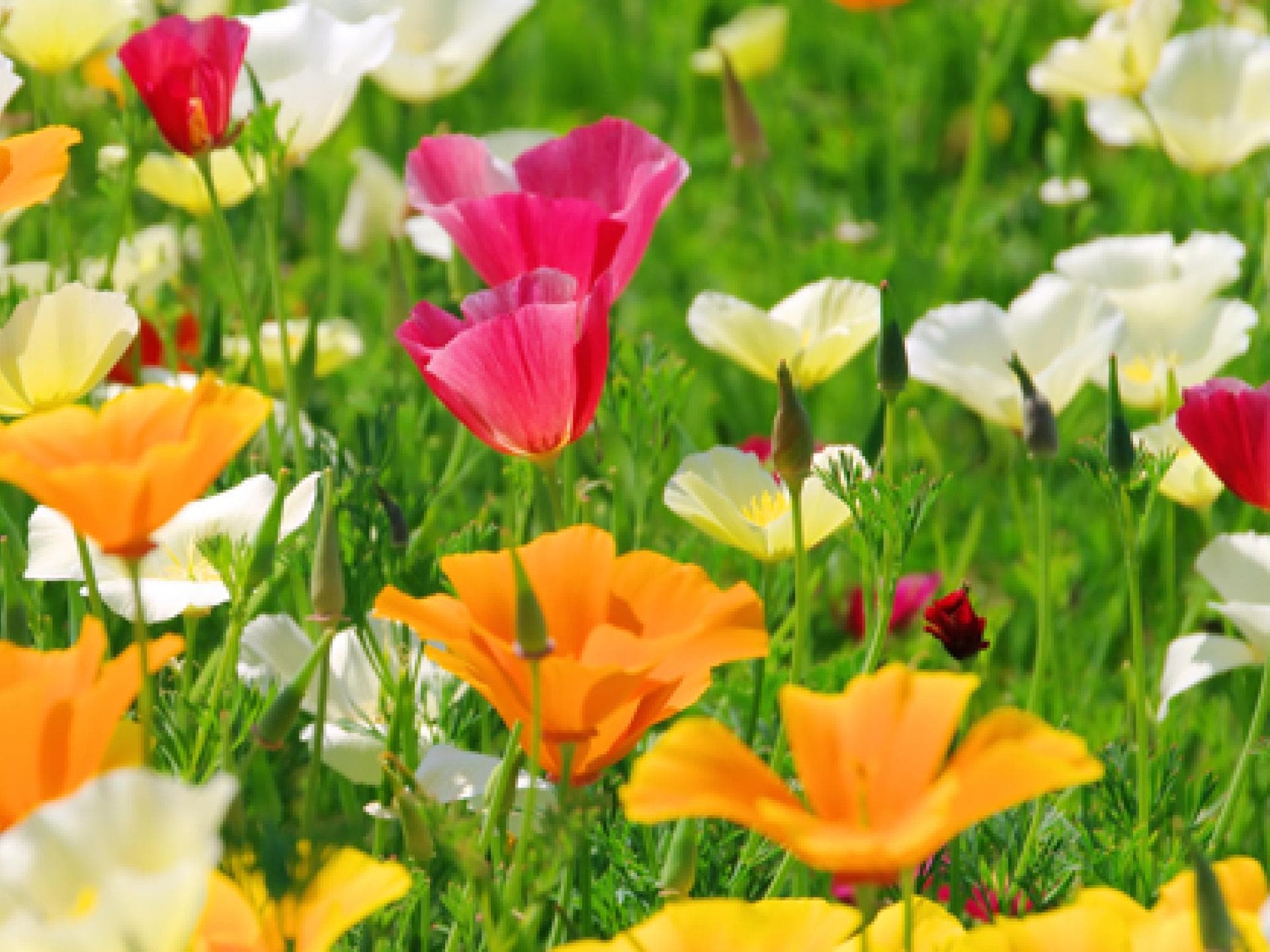 bunte-blumen-auf-einer-wiese-im-fruehling-557x313-1105592.jpg