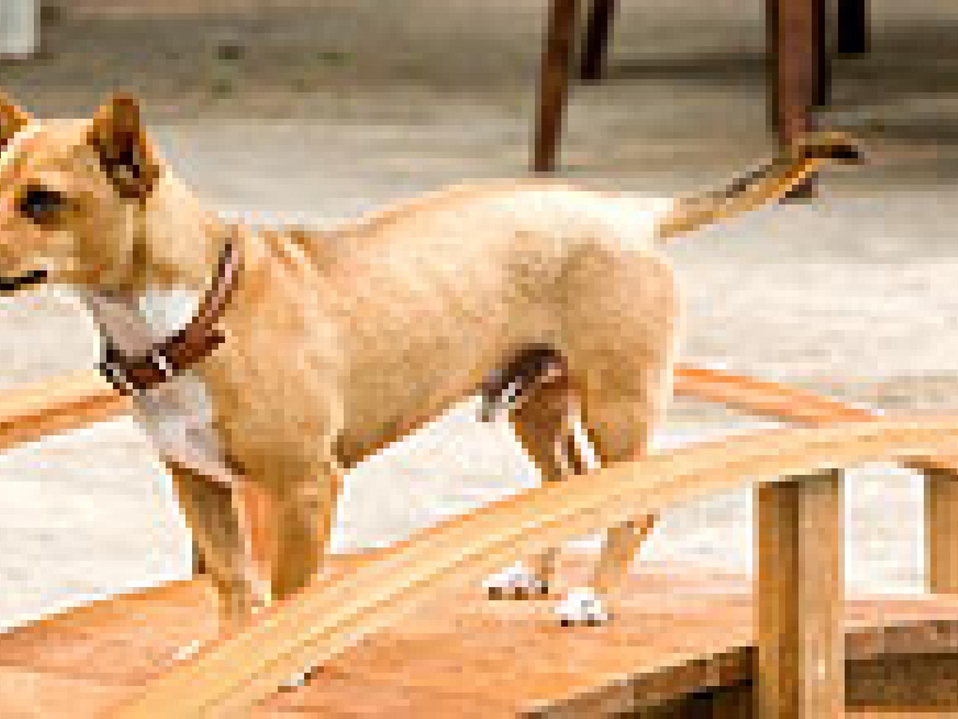 beverly-hills-chihuahua-papi-250x109-bild-2-392576.jpg