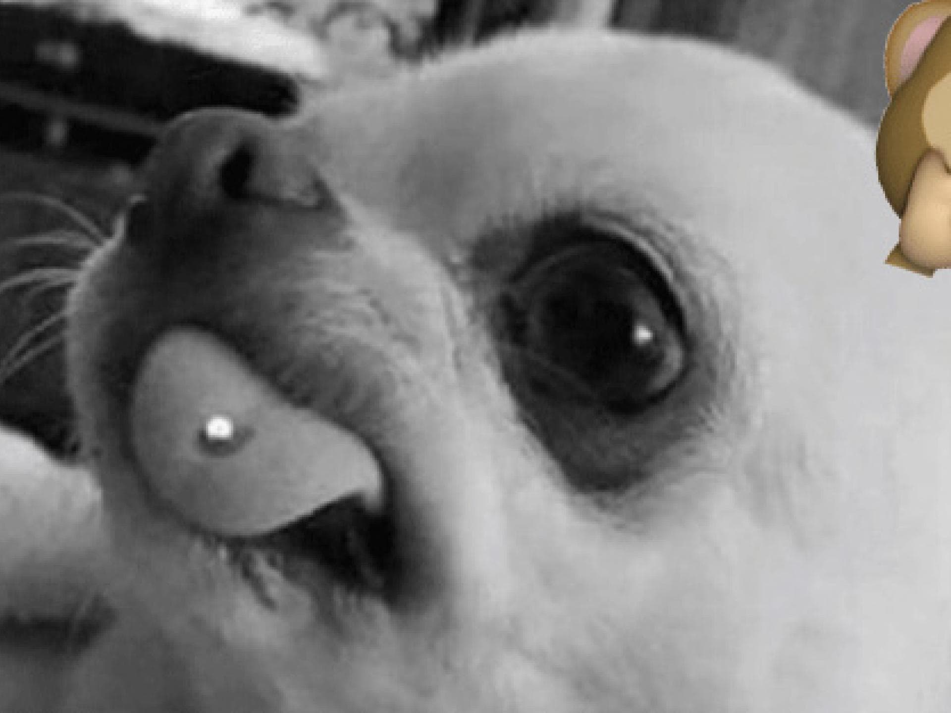hund-piercing-inline-2116965.jpg hund-piercing-inline-2116965.jpg