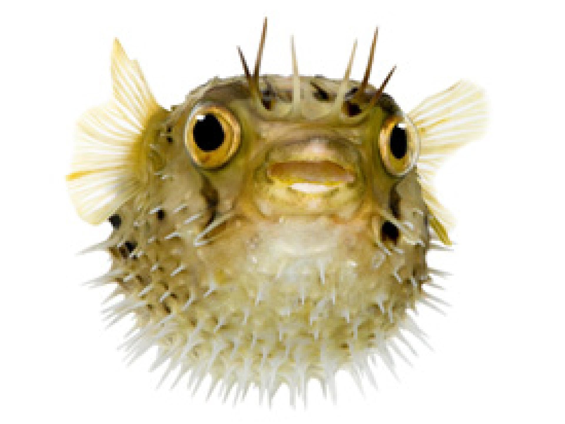 kugelfisch-inline-2052657.jpg