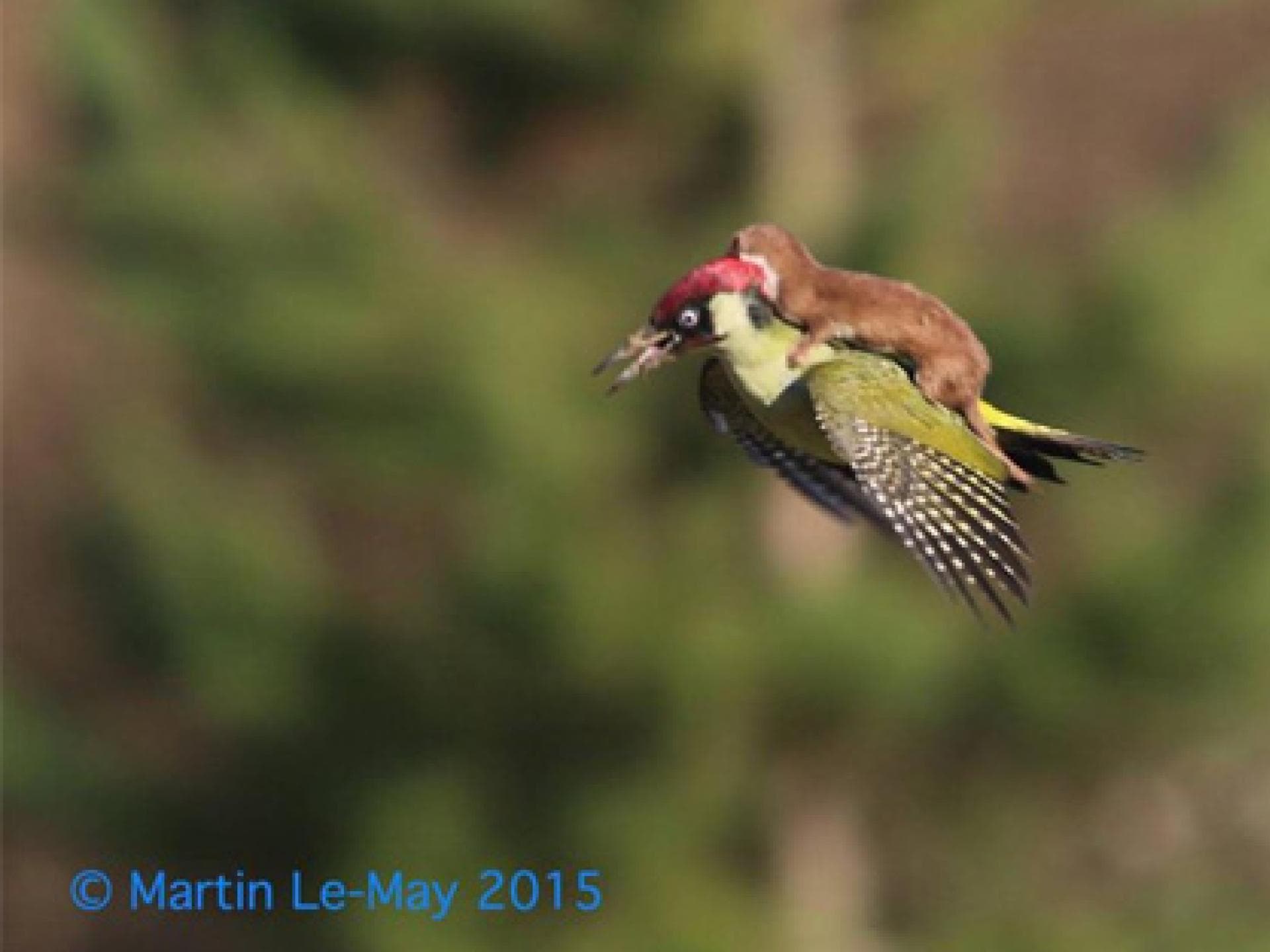 weaselpecker-557-2032230.jpg weaselpecker-557-2032230.jpg